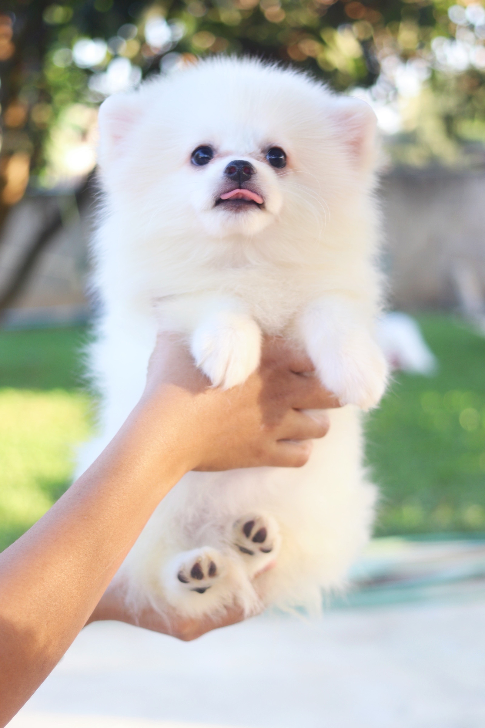 ปอมเมอเรเนียน เพศผู้ สีขาวครีม สามเดือน