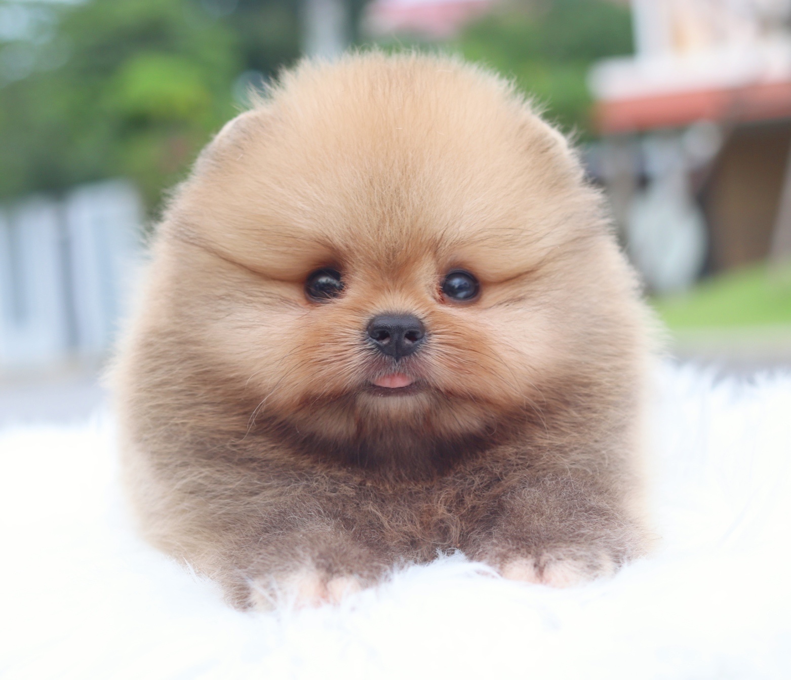 ปอมเมอเรเนียน เพศผู้เกรดโชว์สีส้ม