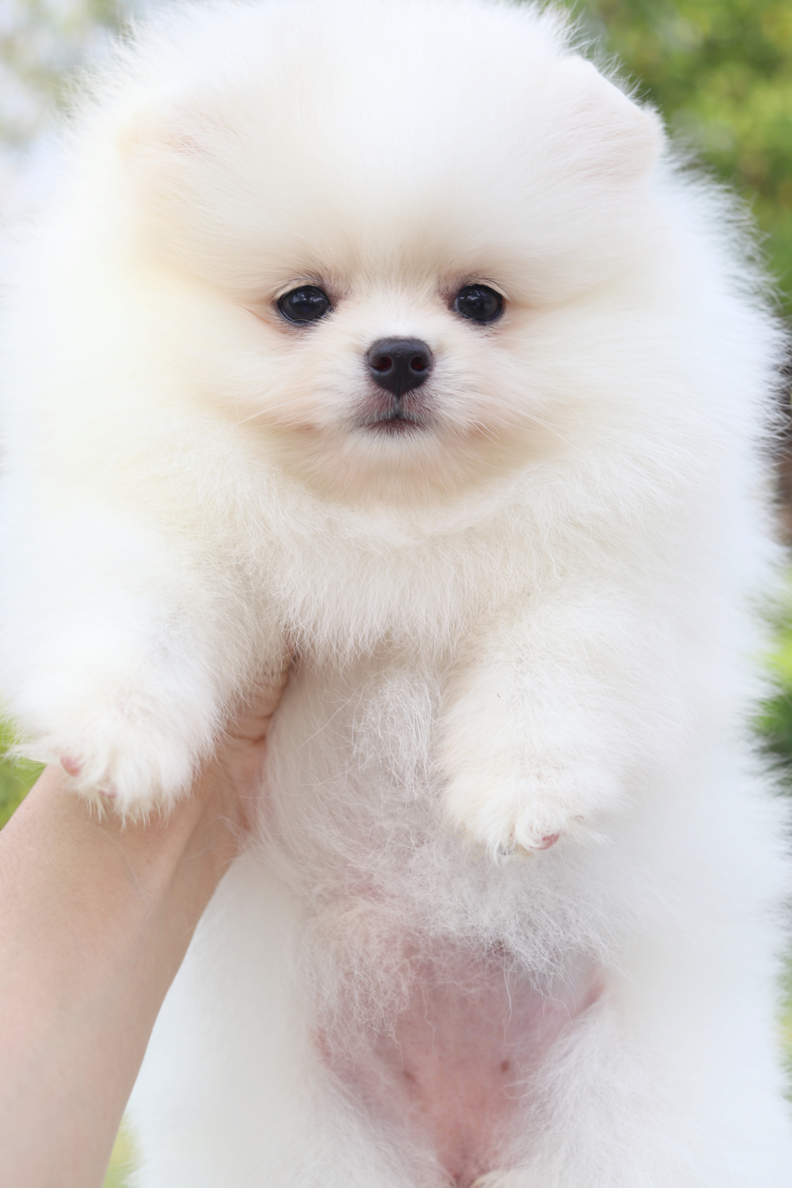 ปอมเมอเรเนียน เพศเมียสีขาวครีม