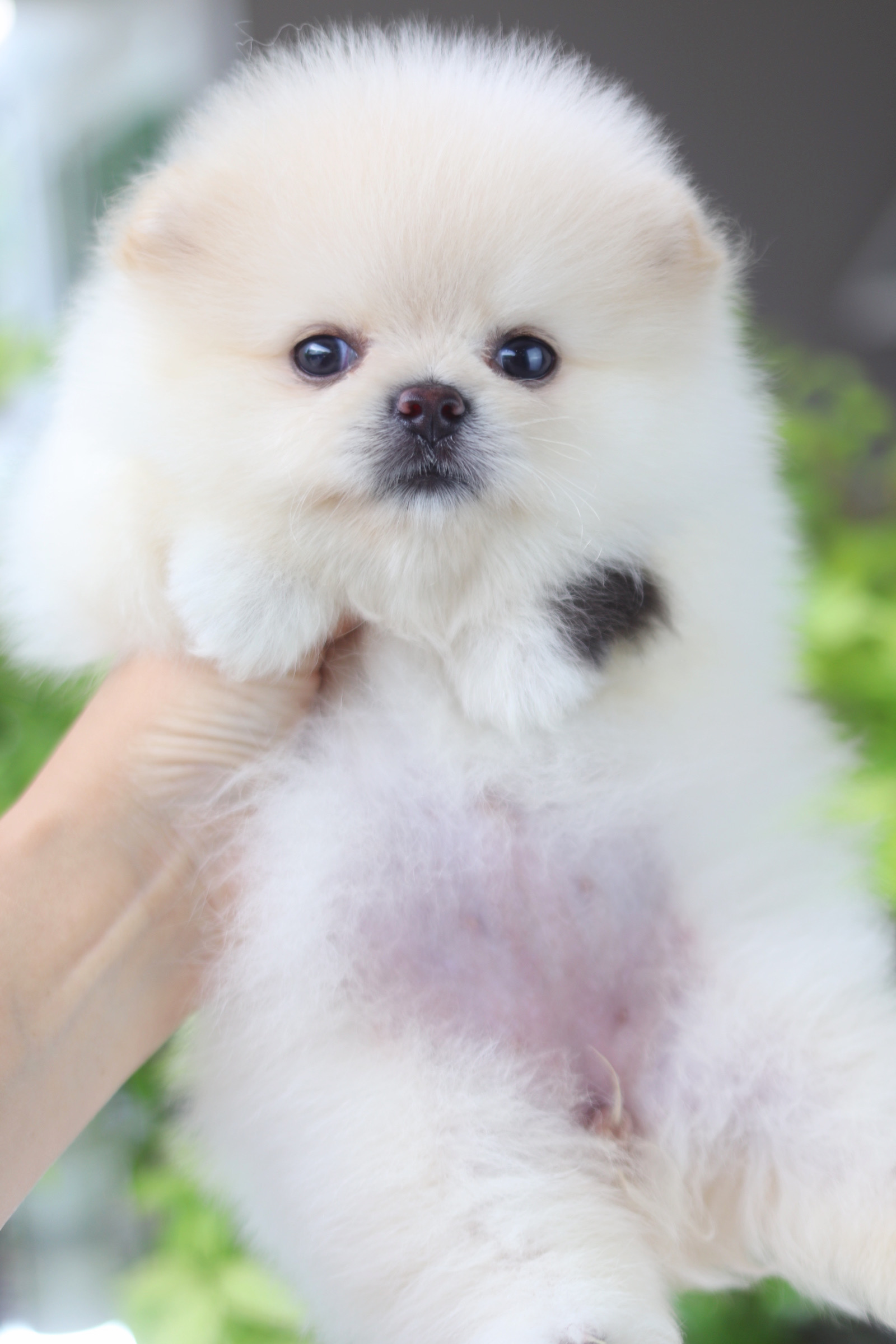 ปอมเมอเรเนียน เพศเมียสีขาวครีม