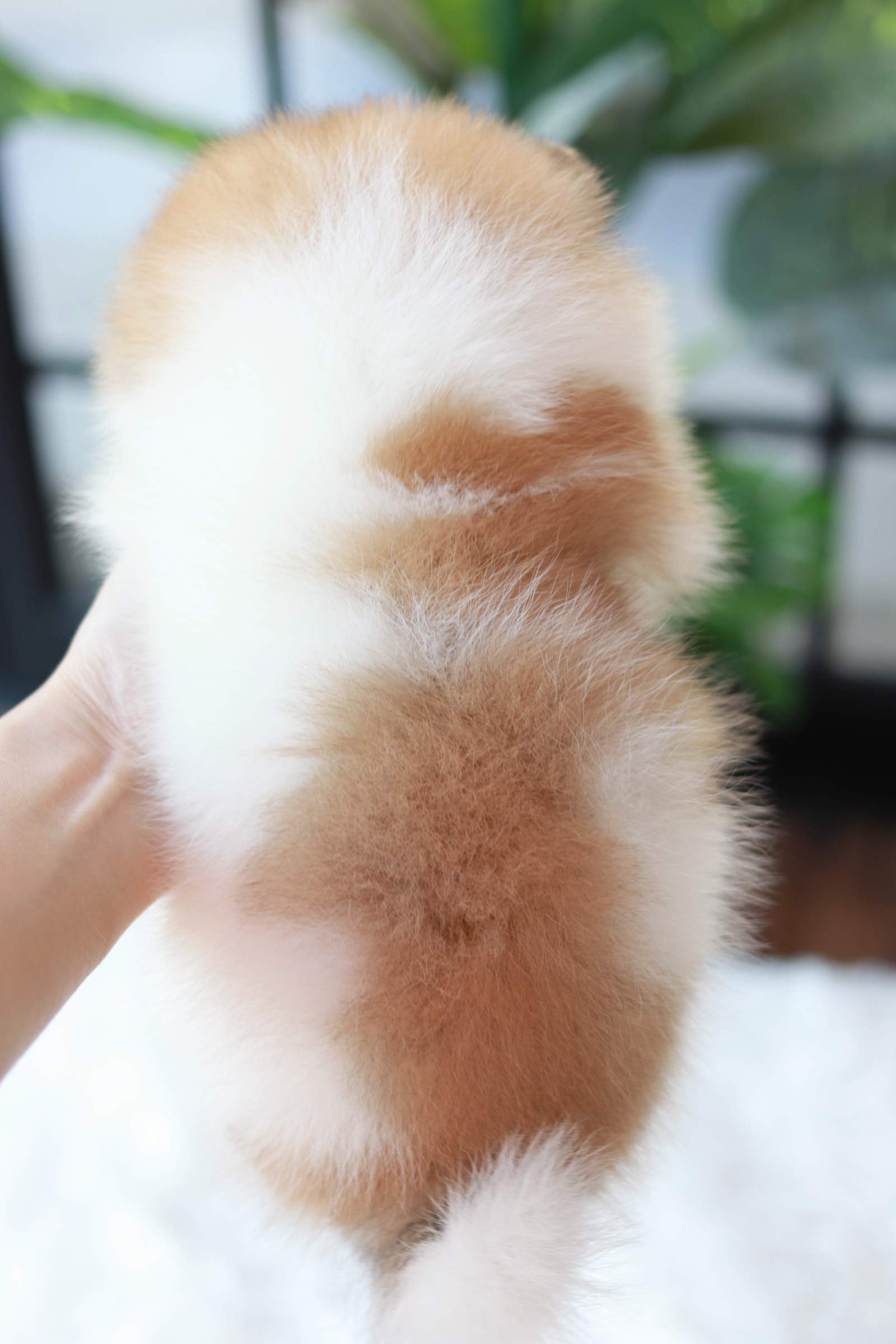 ปอมเมอเรเนียน เพศผู้