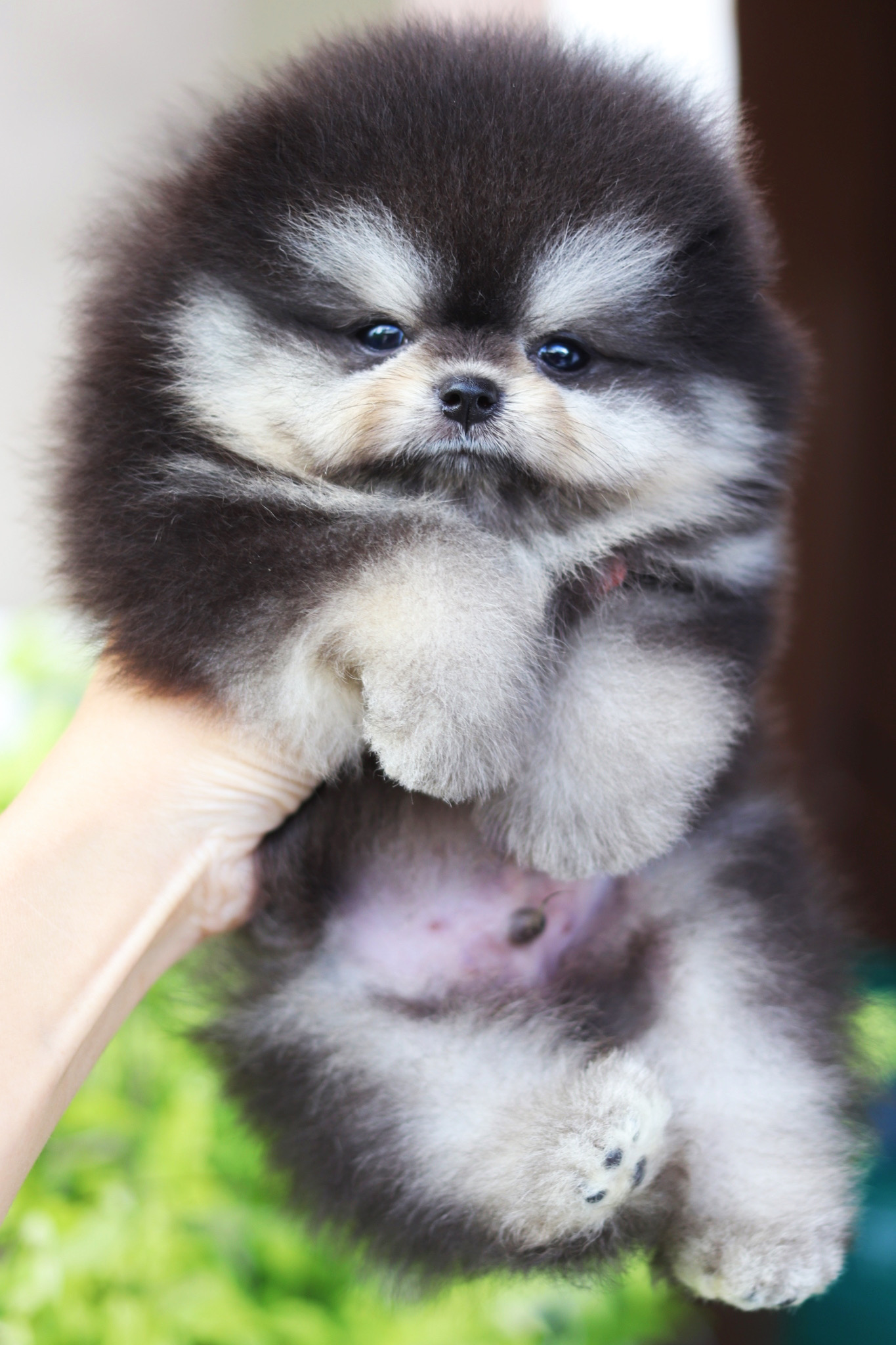 ปอมเมอเรเนียน เพศผู้ สีแบล็คแทนมาร์คครบ เกรดโชว์