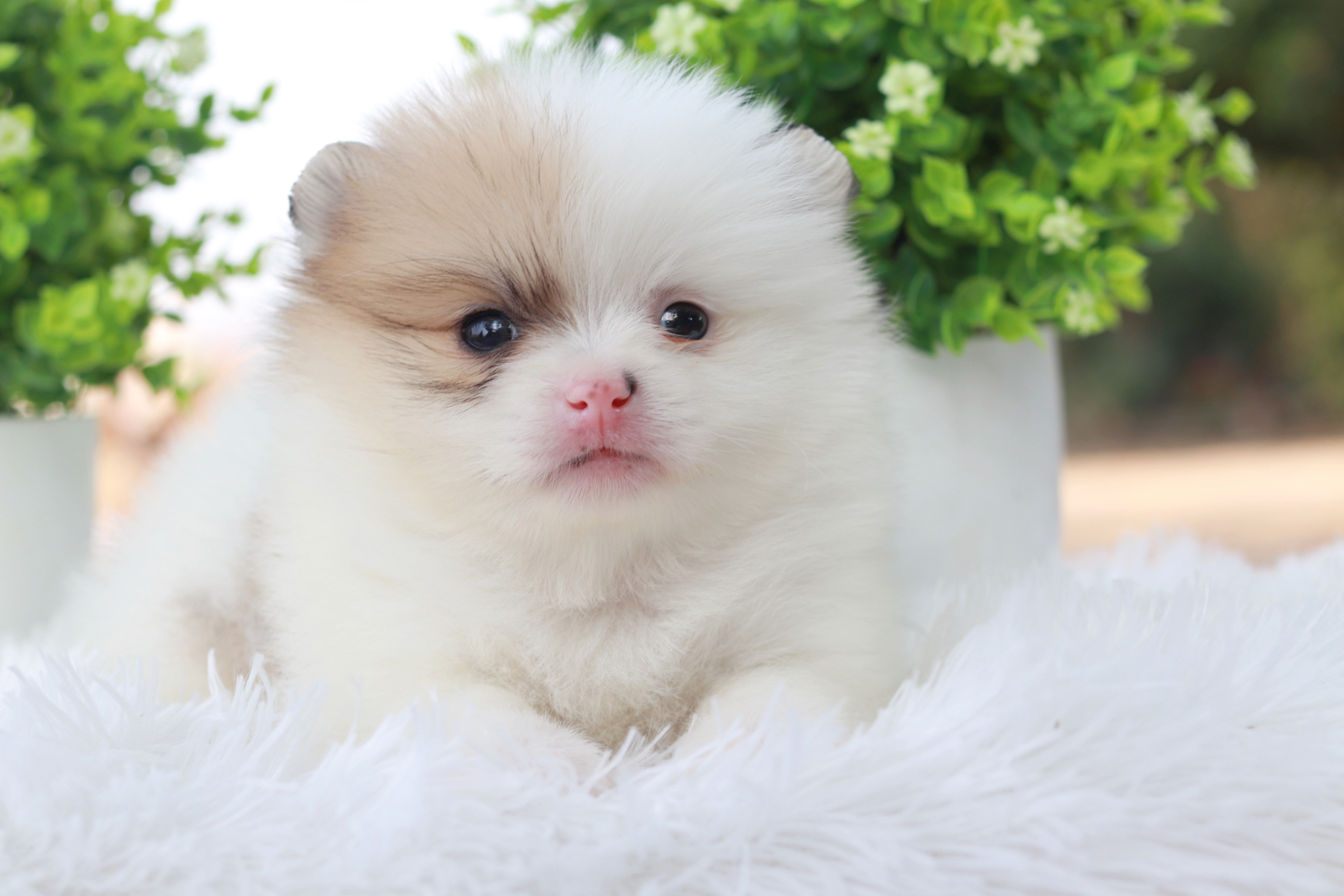 ปอมเมอเรเนียน เพศผู้