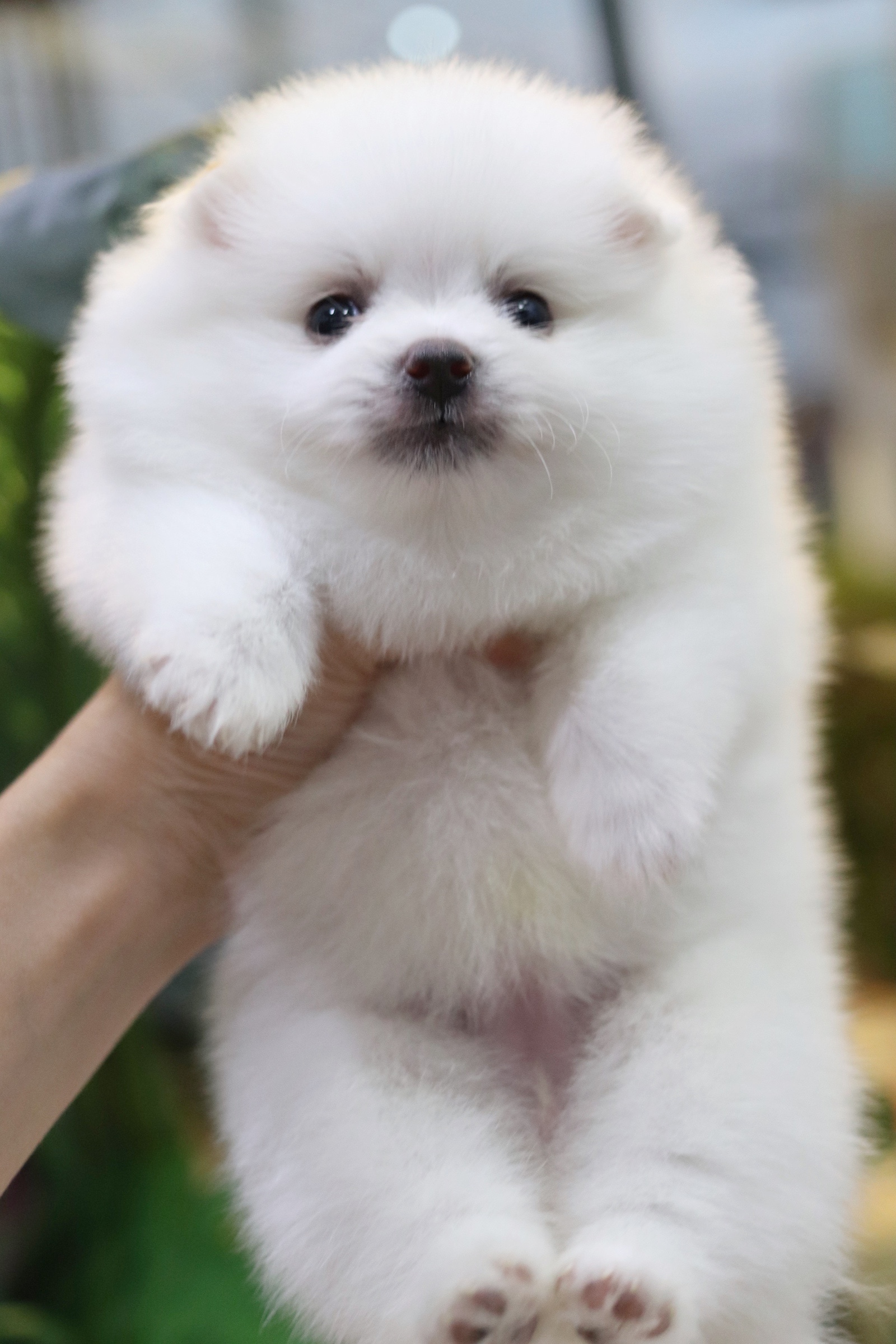 ปอมเมอเรเนียน เพศเมียขาวครีม