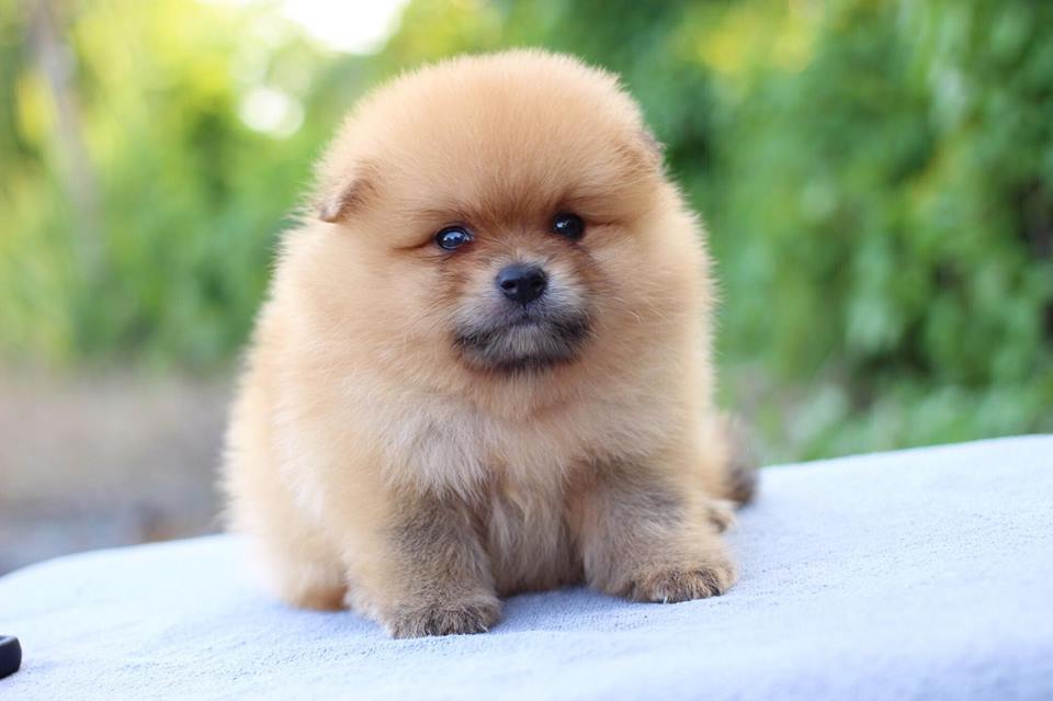 ปอมเมอเรเนียน เพศผู้สีส้ม