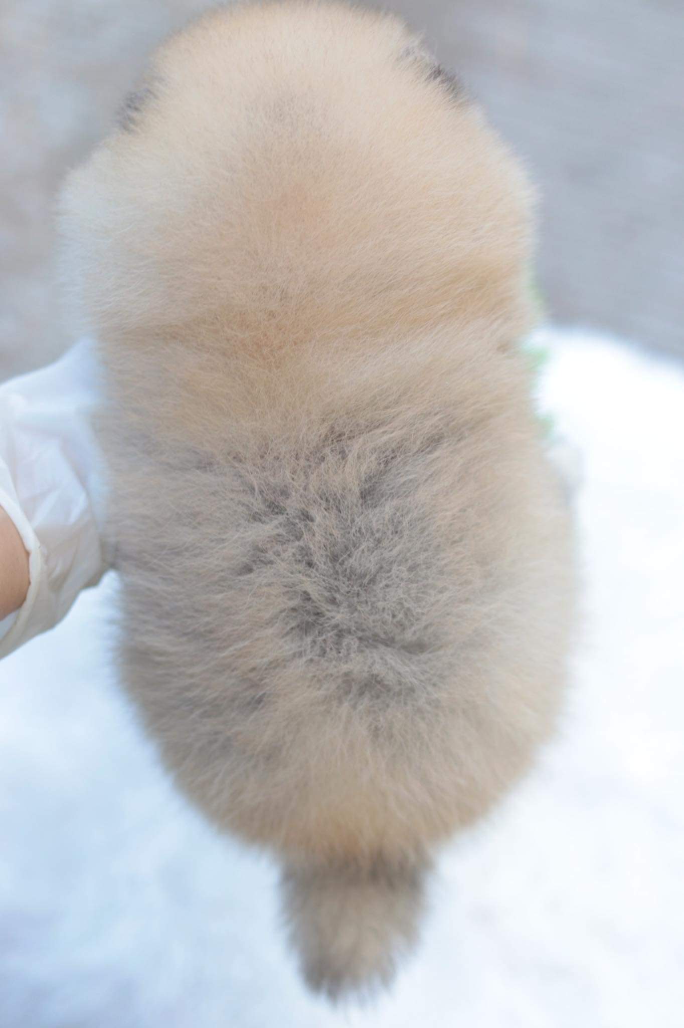 ปอมเมอเรเนียน เพศเมีย สีส้ม