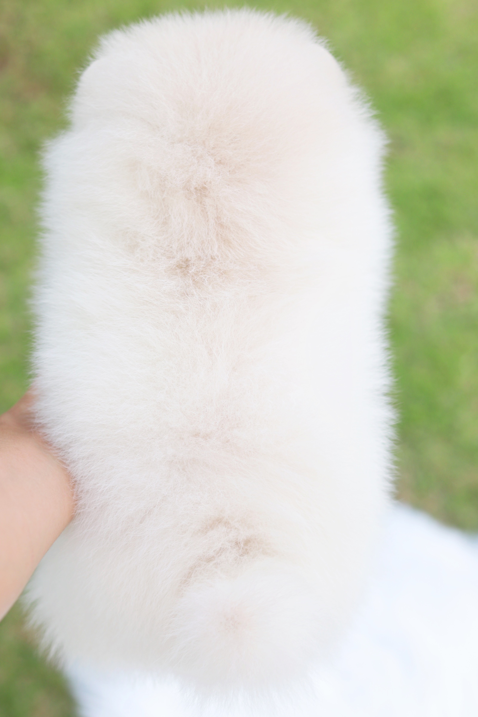 ปอมเมอเรเนียน เพศผู้ สีขาวครีม