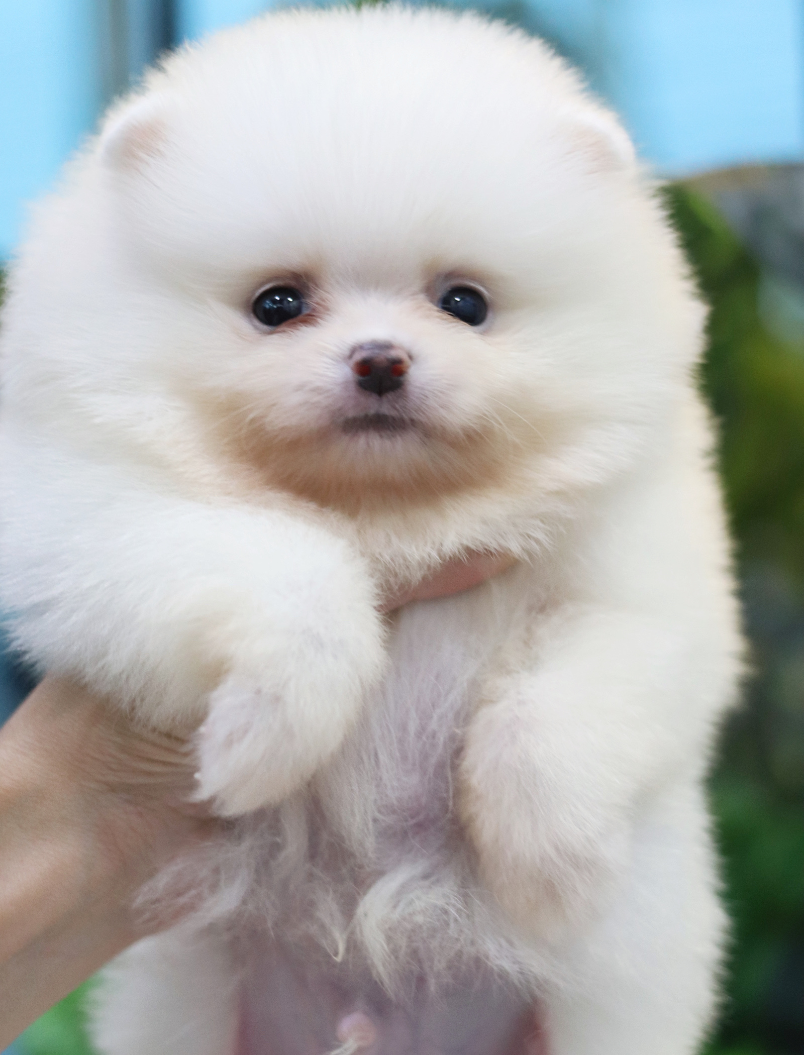 ปอมเมอเรเนียน เพศผู้ สีขาวครีม