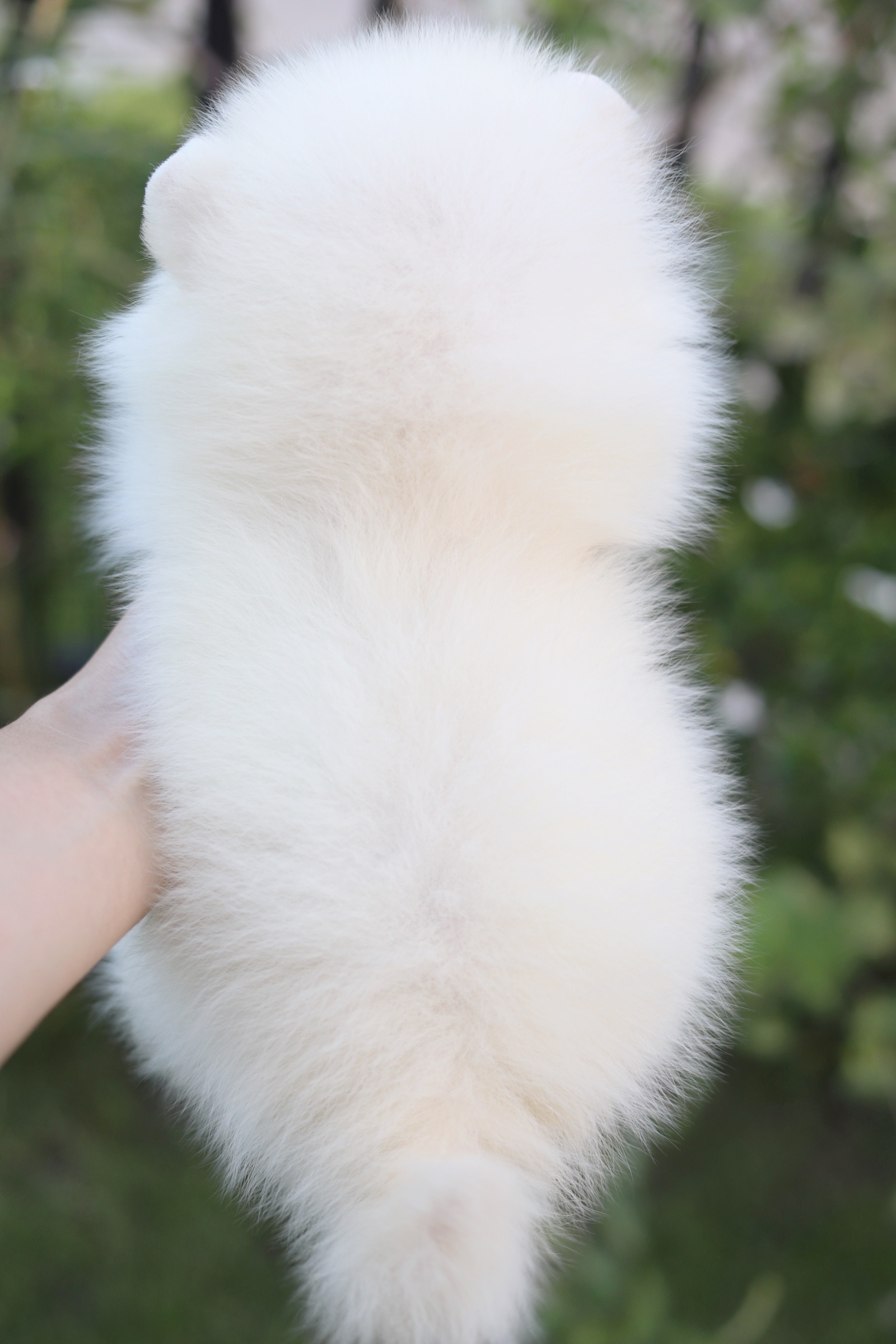 ปอมเมอเรเนียน เพศผู้ สีขาวครีม