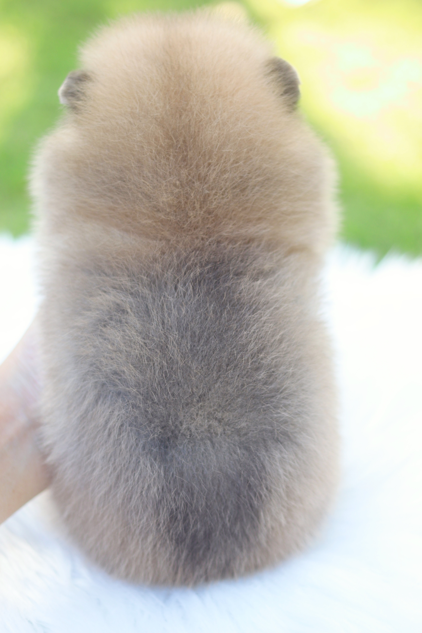 ปอมเมอเรเนียน เพศผู้สีส้ม