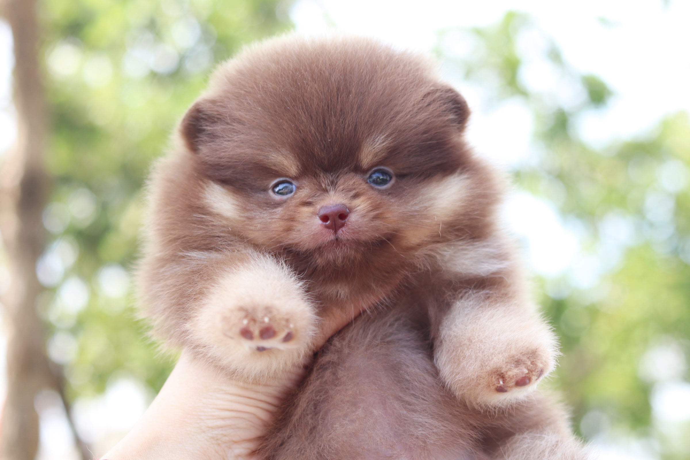 ปอมเมอเรเนียน เพศเมียสีช็อคแทน เกรดโชว์