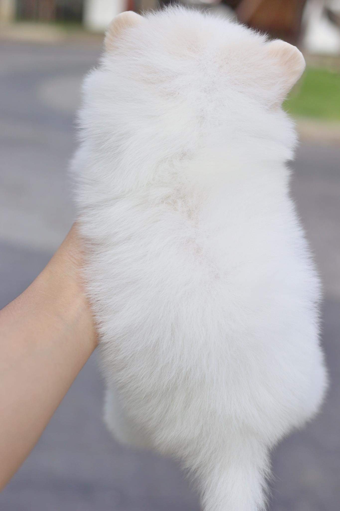 ปอมเมอเรเนียน เพศเมีย สีขาวครีม