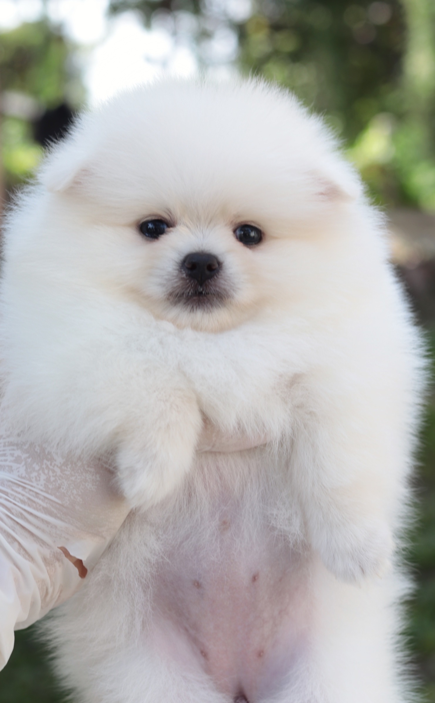 ปอมเมอเรเนียน เพศเมียสีขาวครีม