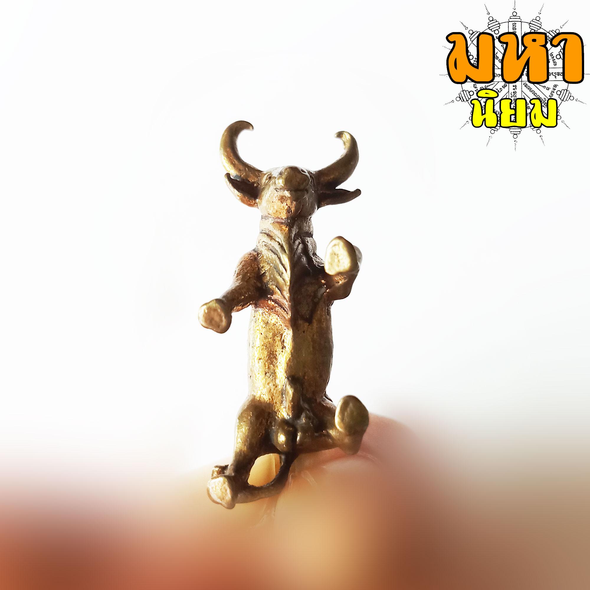 วัวธนู ครูบาดวงดี ยติโก วัดบ้านฟ่อน จ.เชียงใหม่