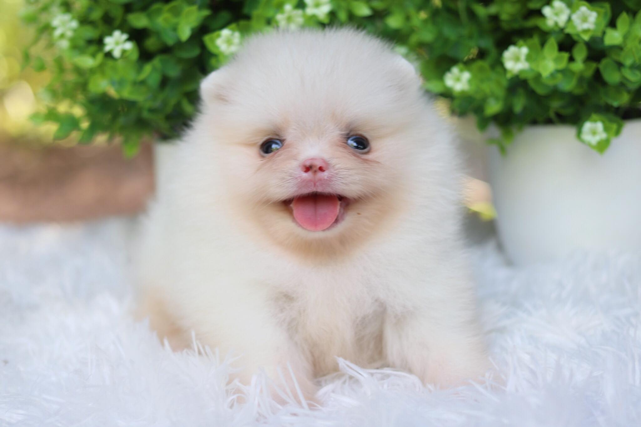 ปอมเมอเรเนียน เพศผู้