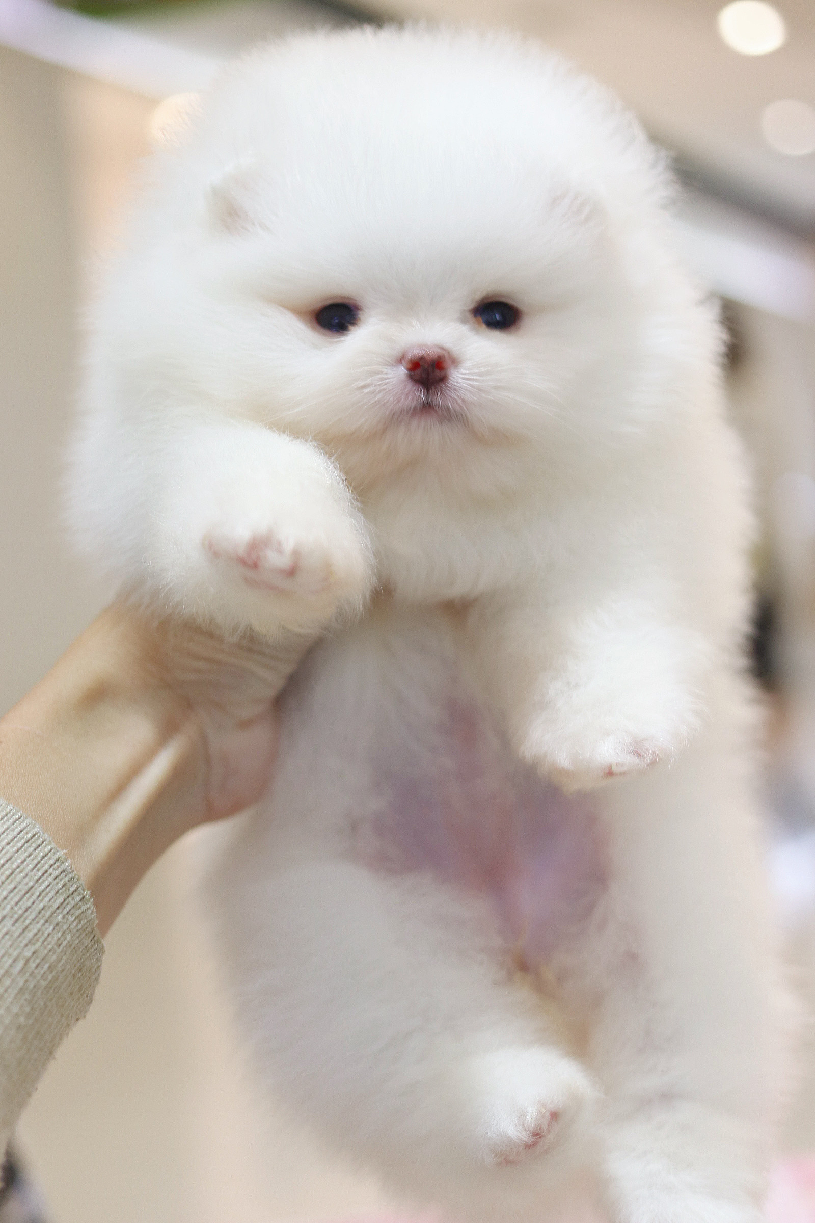 ปอมเมอเรเนียน เพศเมียสีขาว เกรดโชว์