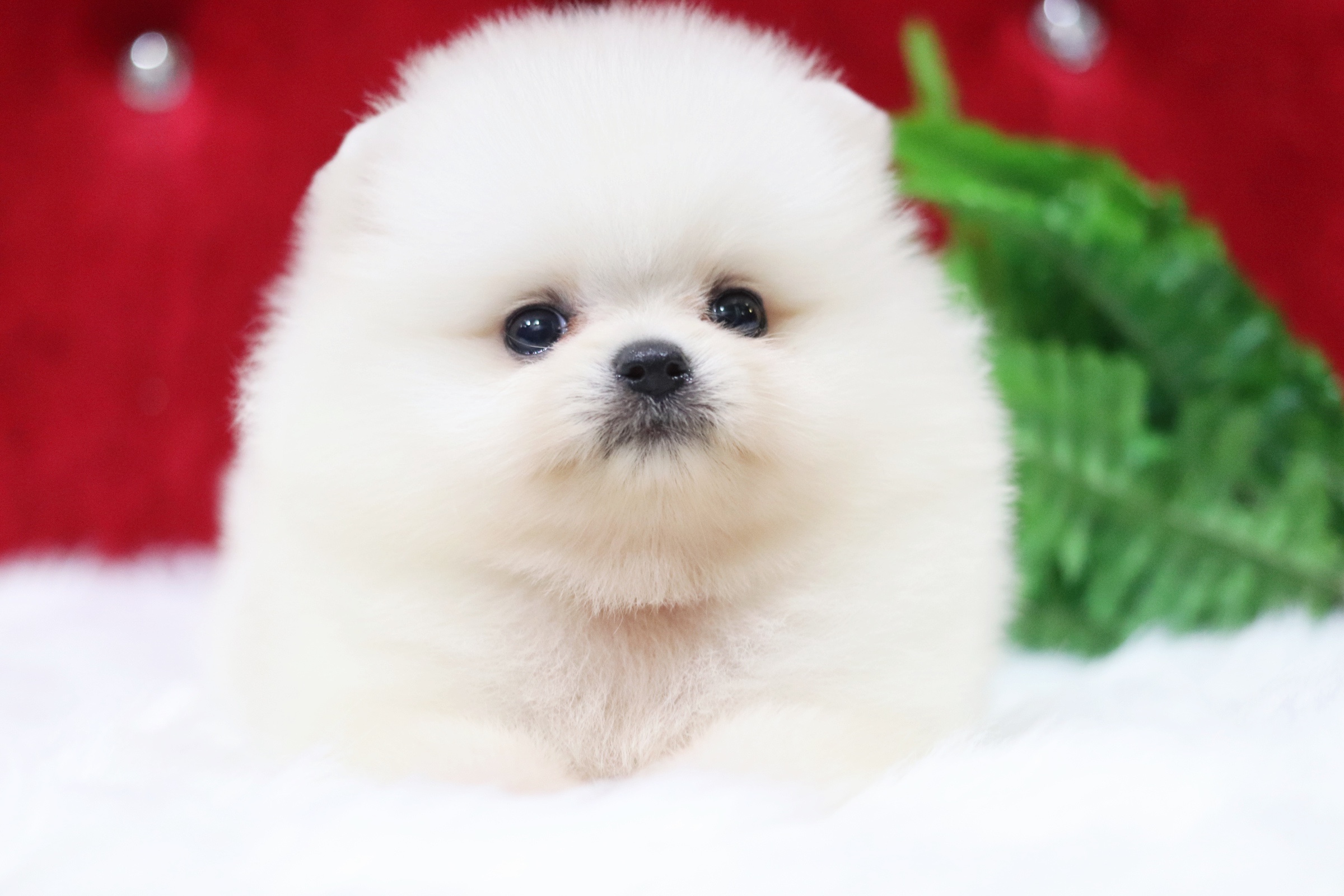 ปอมเมอเรเนียน เพศผู้ สีขาวครีมเกรดโชว์