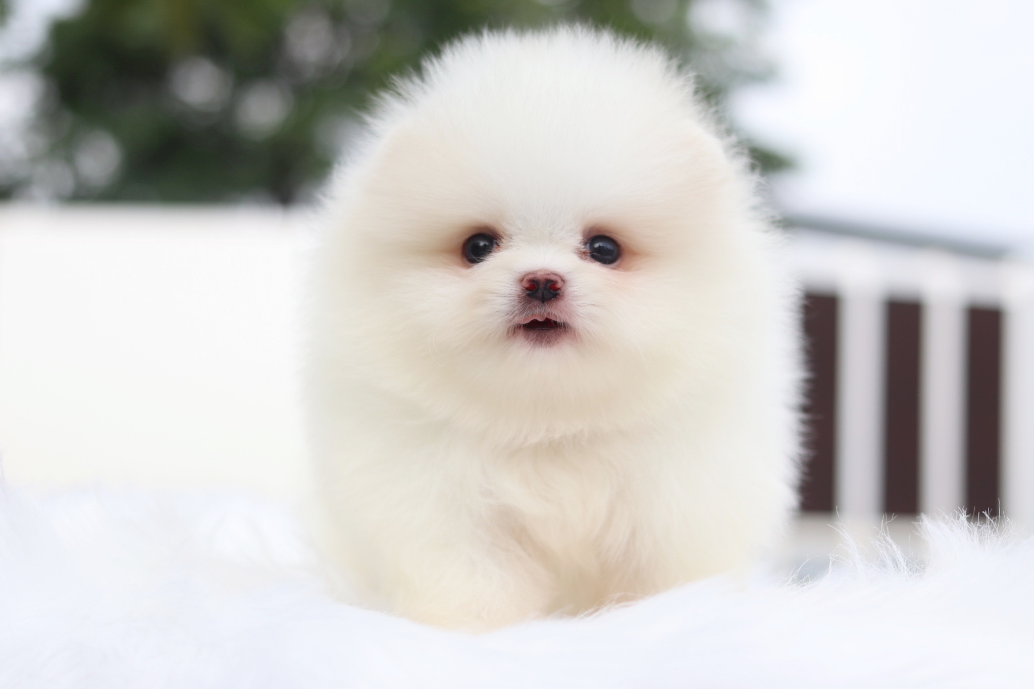 ปอมเมอเรเนียน เพศผู้สีขาวครีมเกรดโชว์ พร้อมใบเพ็ดเต็มใบ