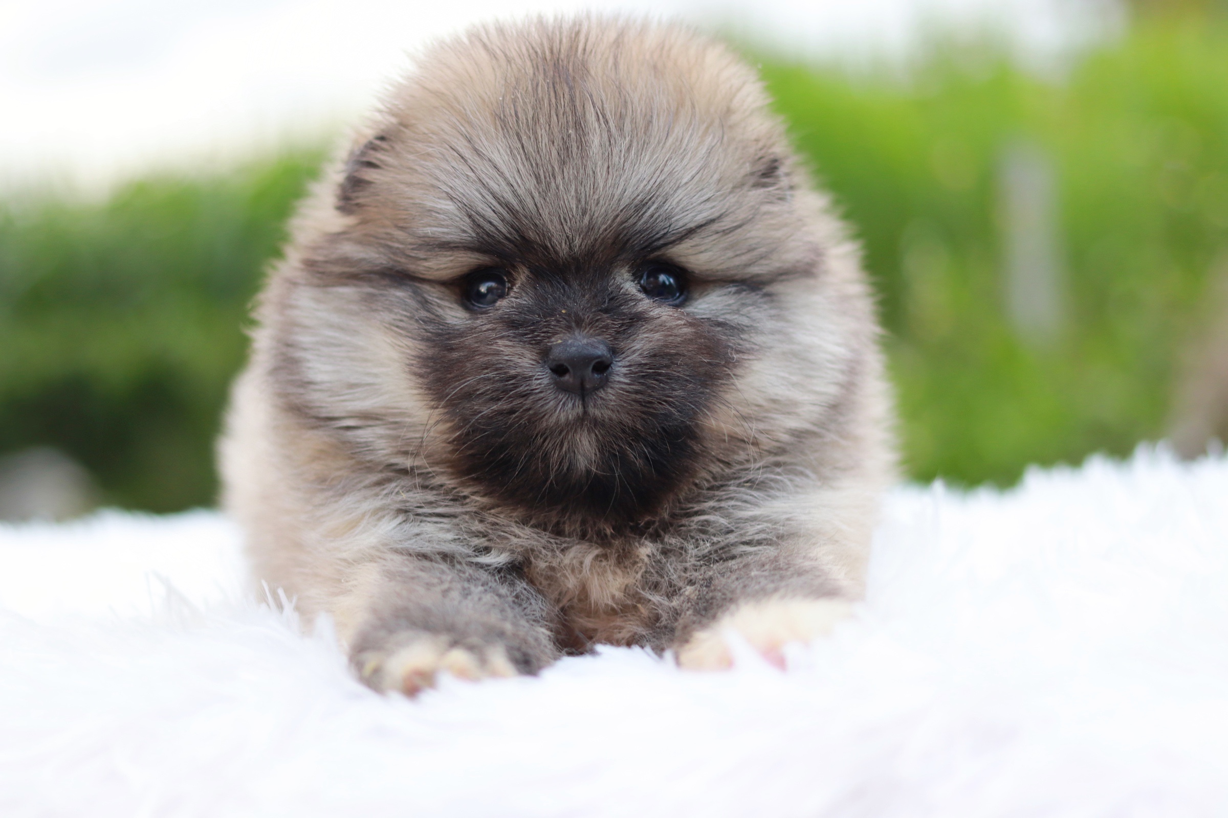 ปอมเมอเรเนียน เพศเมียสีส้ม