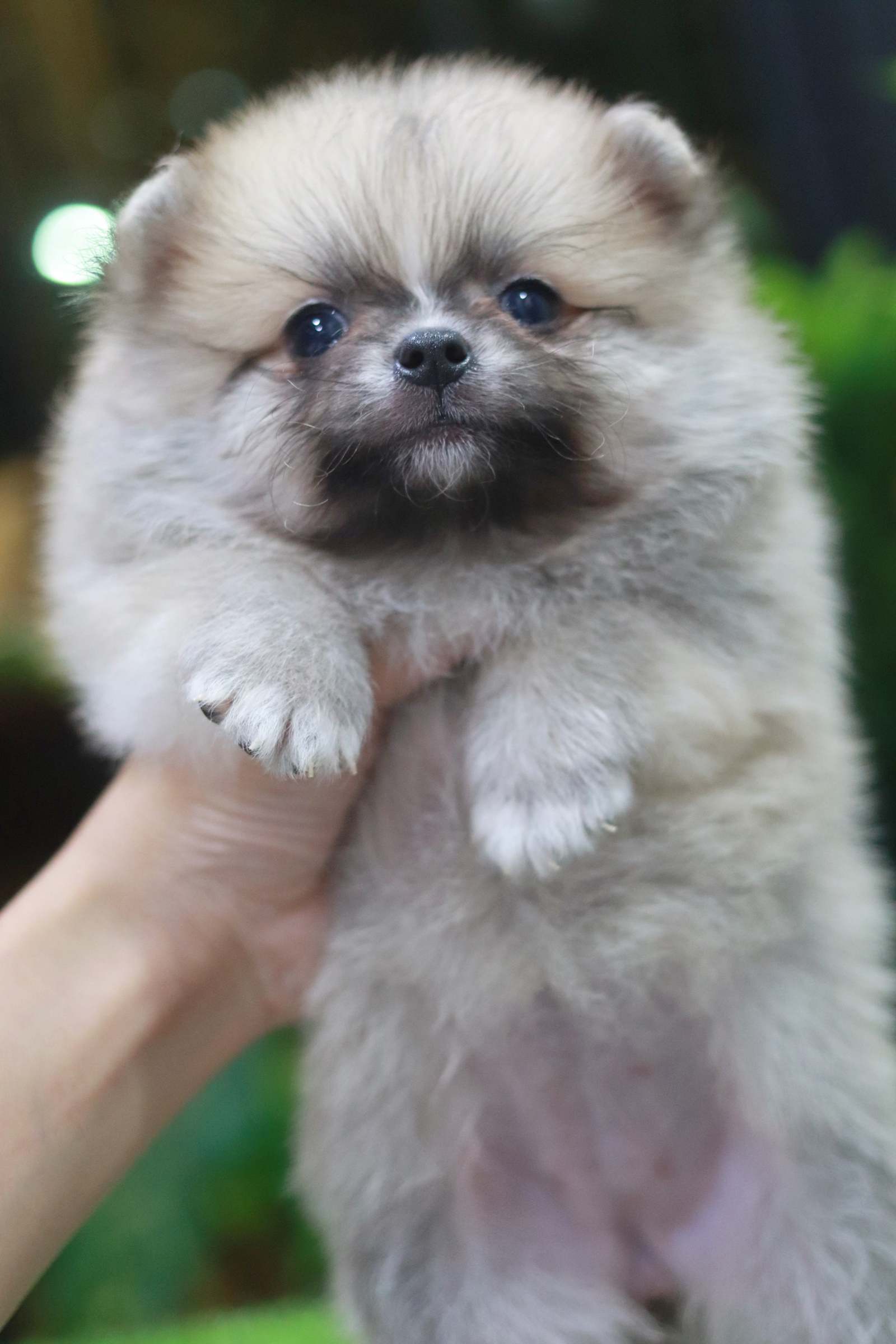 ปอมเมอเรเนียน เพศเมียสีฟางข้าว