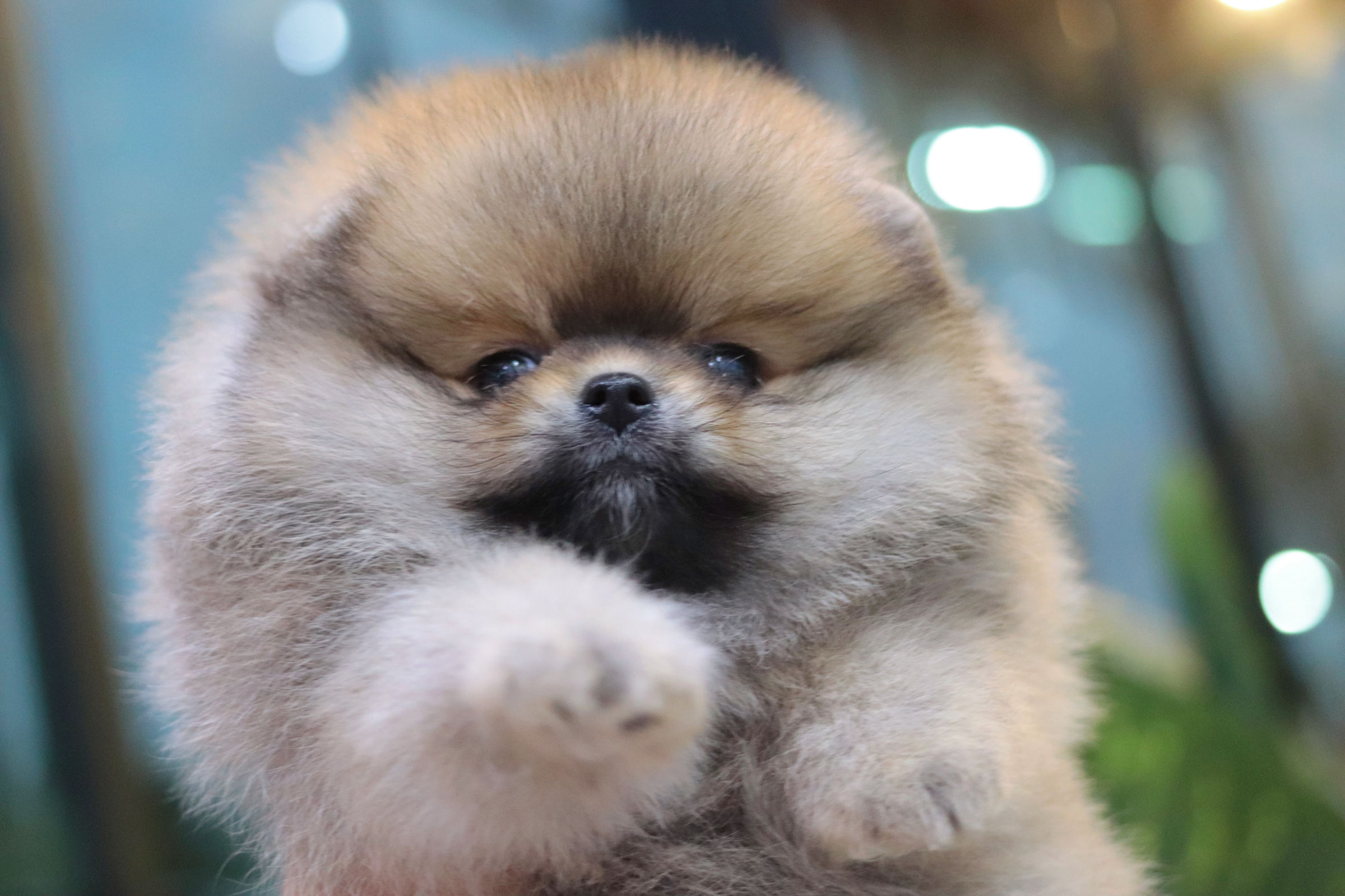 ปอมเมอเรเนียน เพศเมียสีส้ม เกรดโชว์