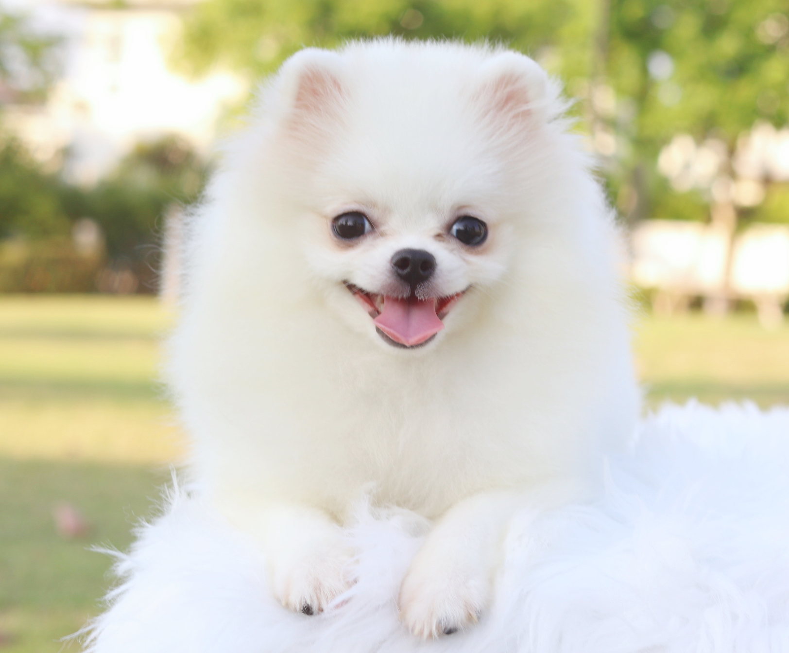 ปอมเมอเรเนียน เพศเมียสีขาวครีม