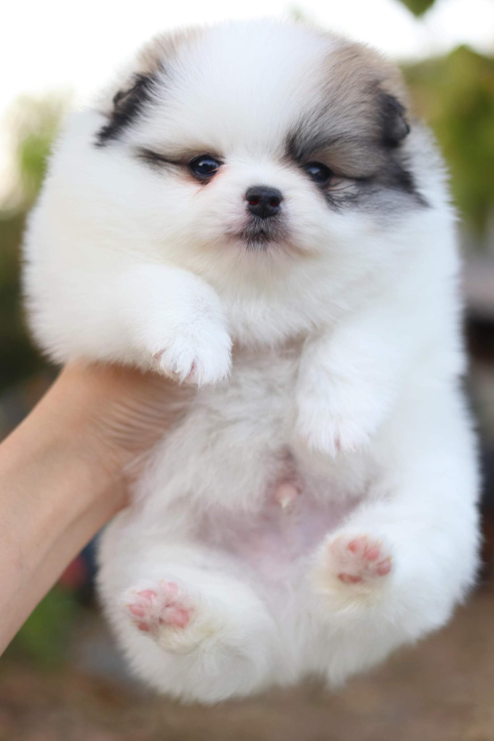 ปอมเมอเรเนียน เพศผู้