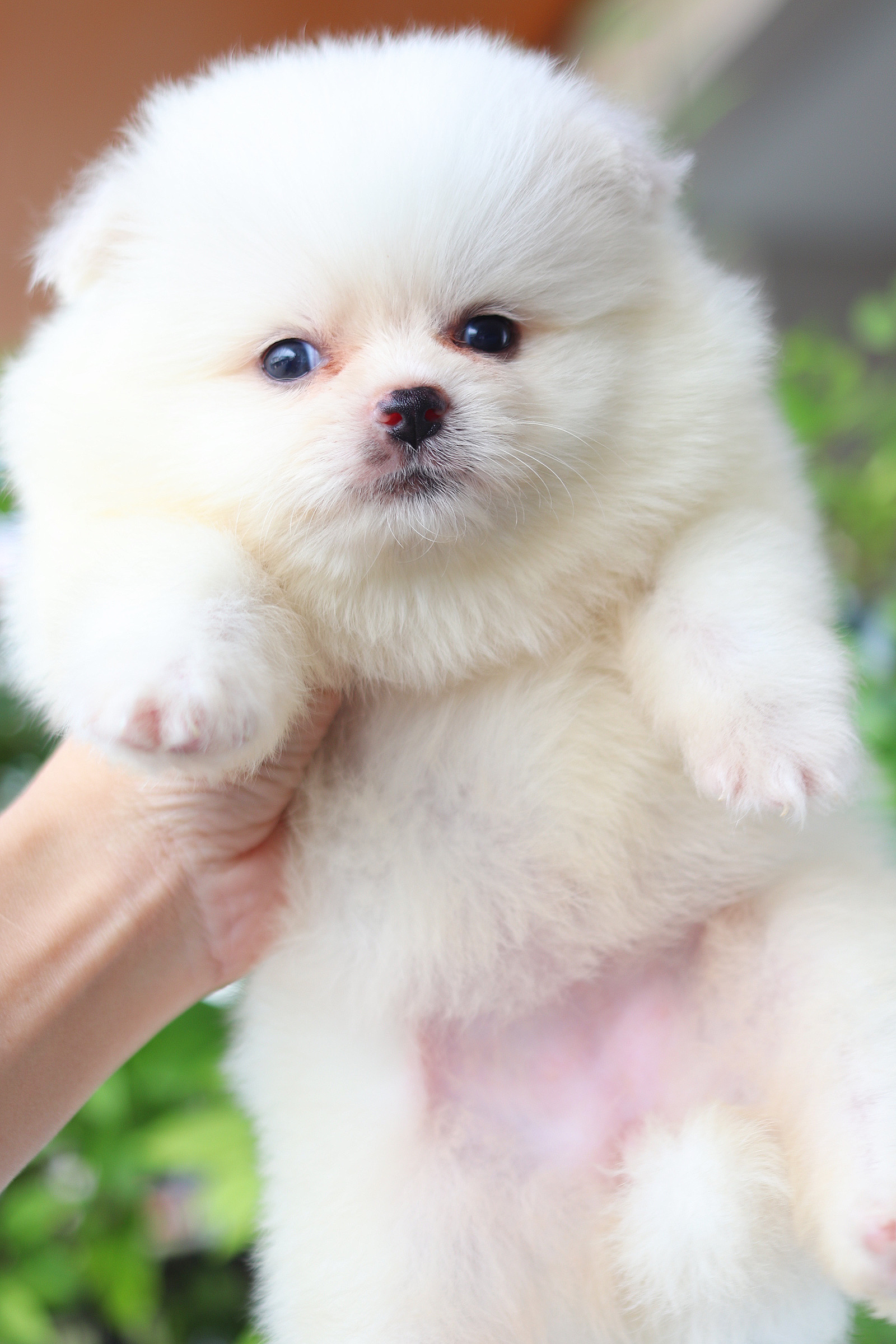 ปอมเมอเรเนียน เพศเมียสีขาวครีม