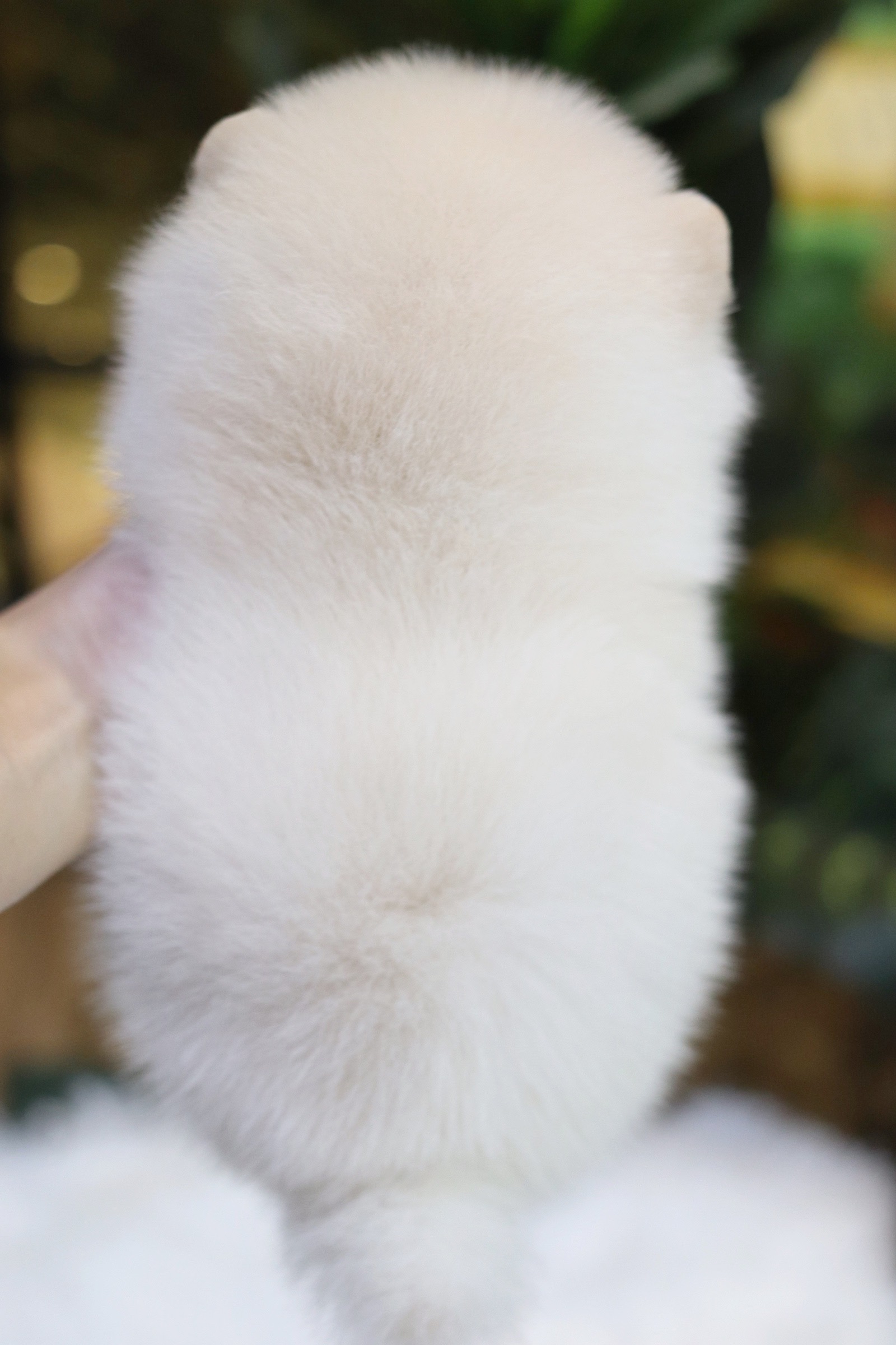 ปอมเมอเรเนียน เพศเมียสีขาวครีม