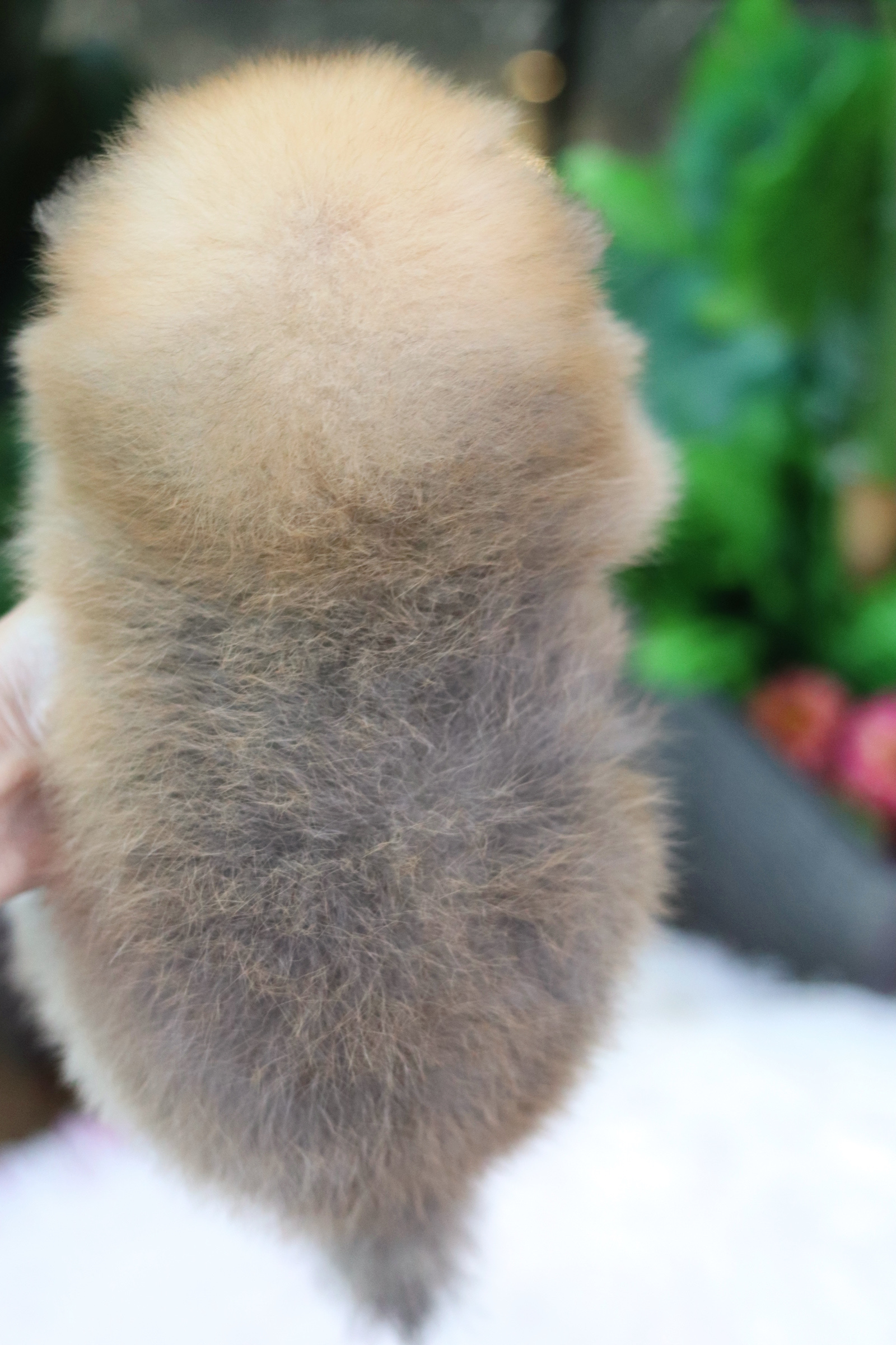 ปอมเมอเรเนียน เพศผู้ สีส้ม