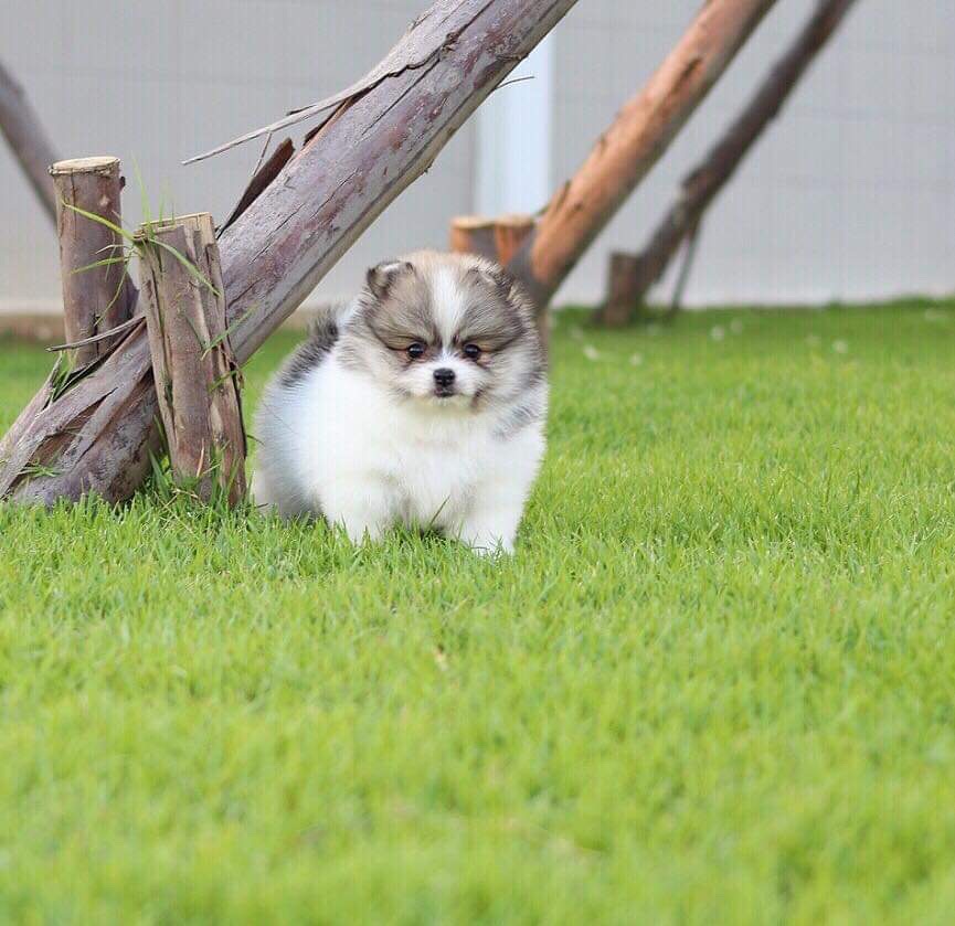 ปอมเมอเรเนียน เพศผู้ปาตี้