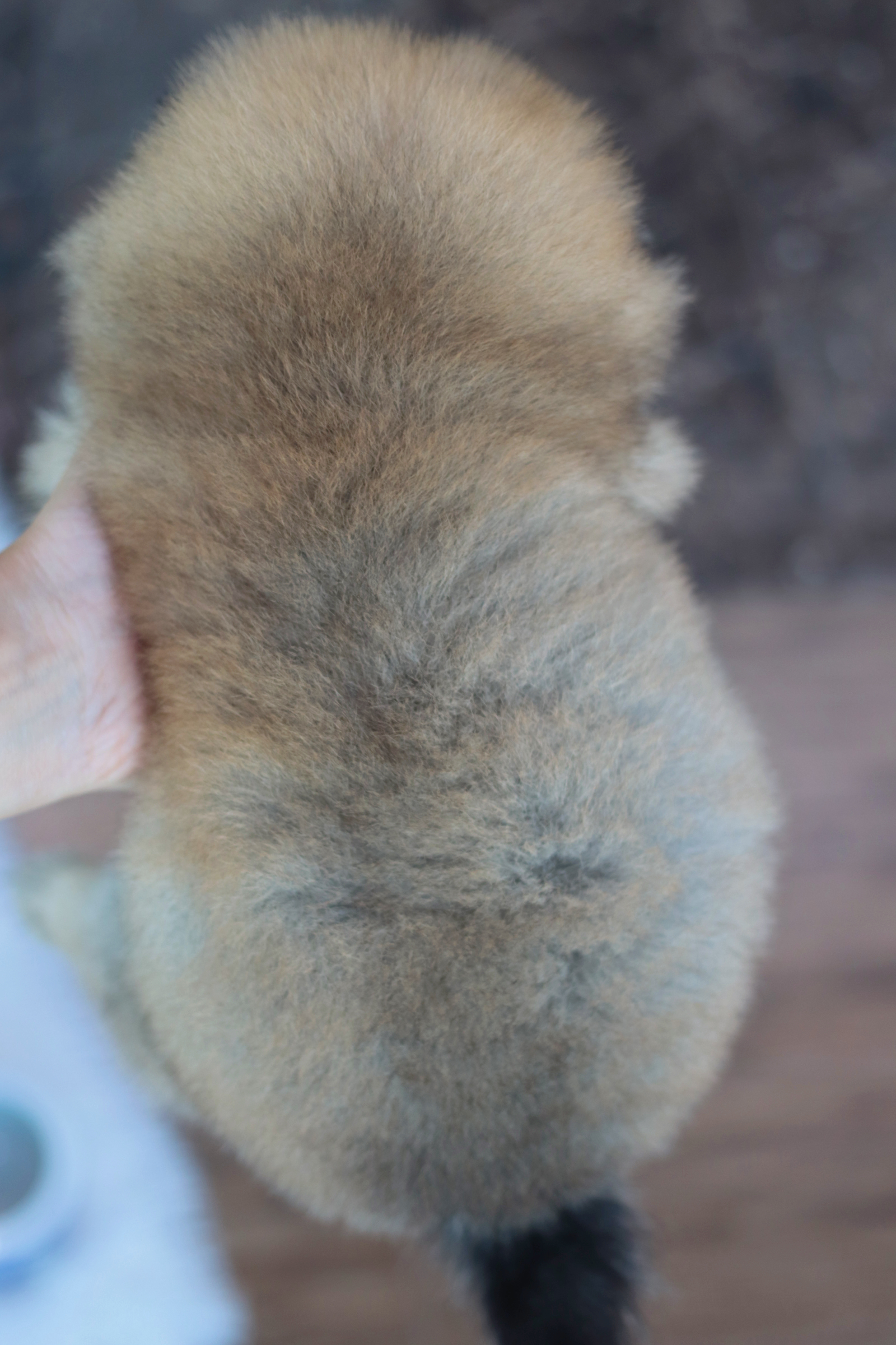 ปอมเมอเรเนียน เพศเมียสีส้ม