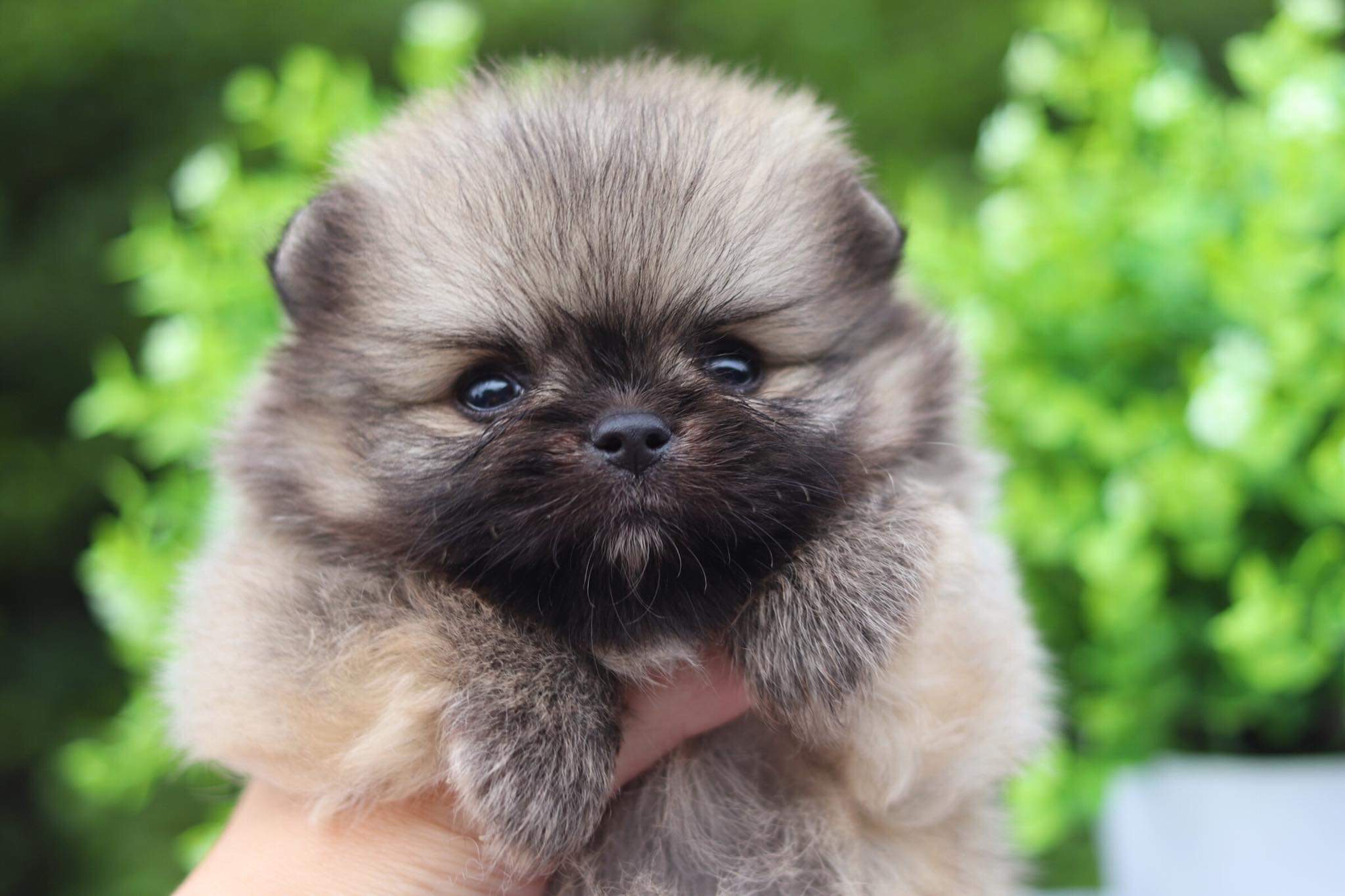 ปอมเมอเรเนียน เพศผู้