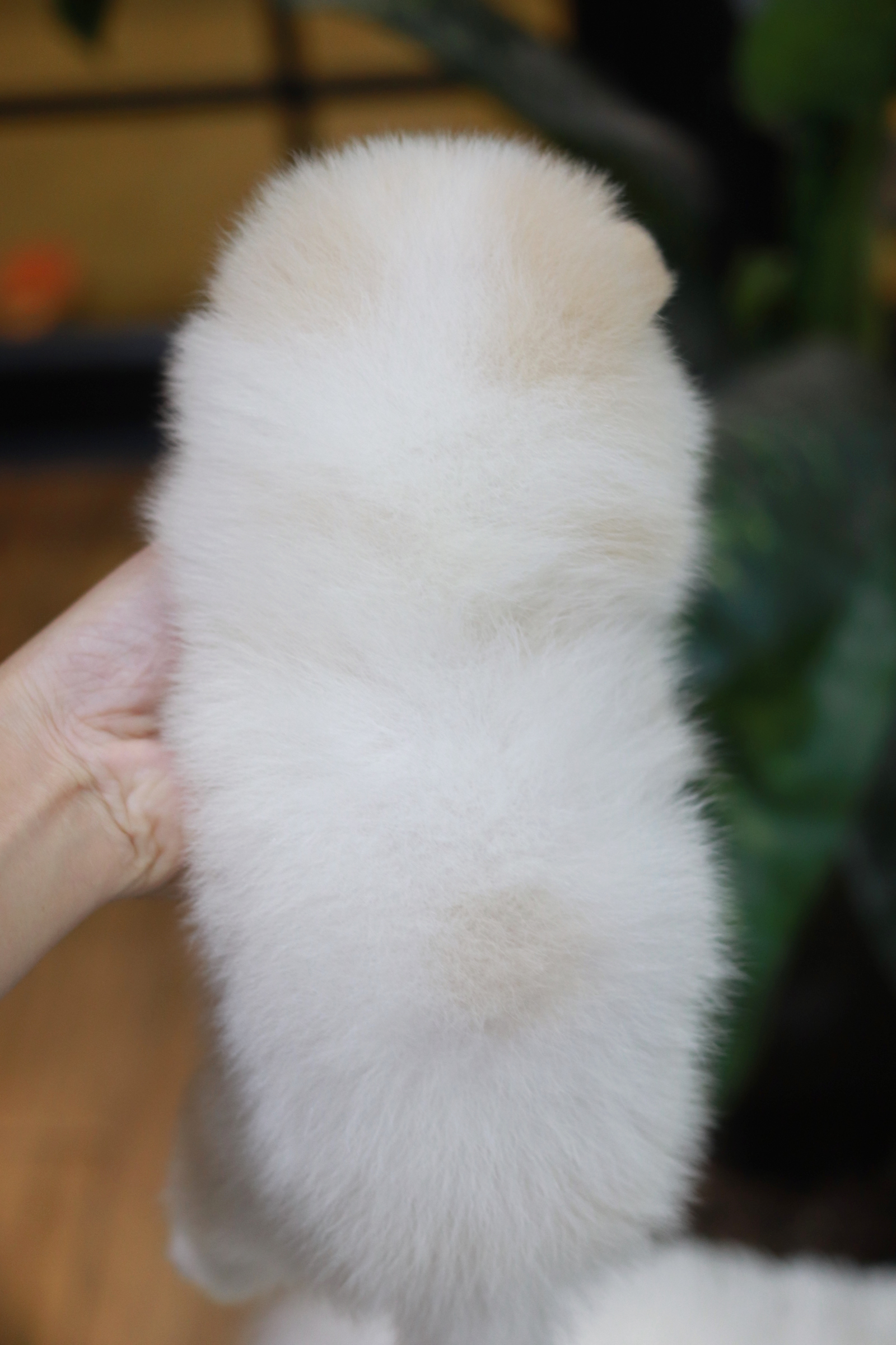 ปอมเมอเรเนียน เพศเมียสีขาวครีม