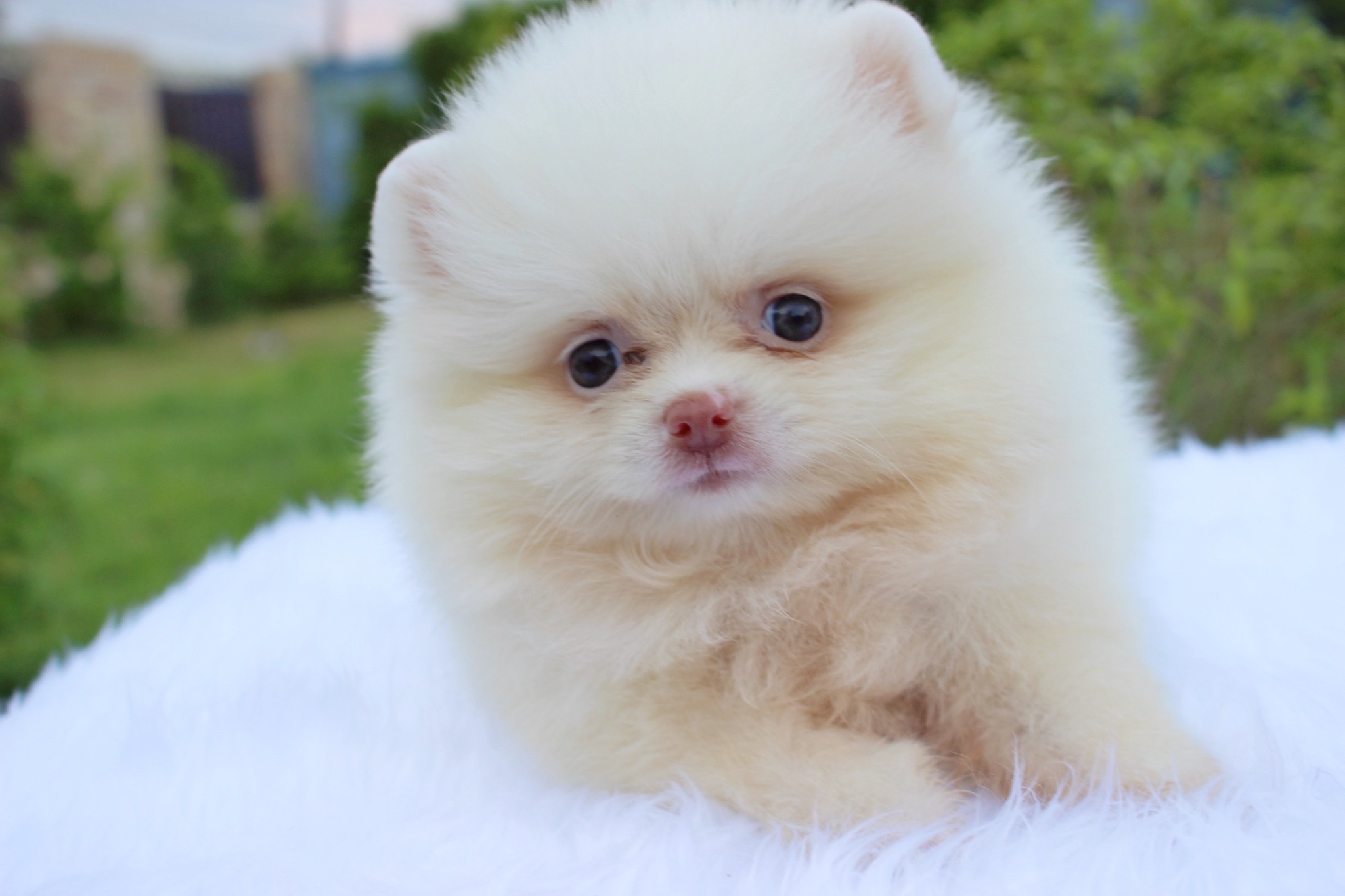 ปอมเมอเรเนียน เพศเมีย ขาวครีม