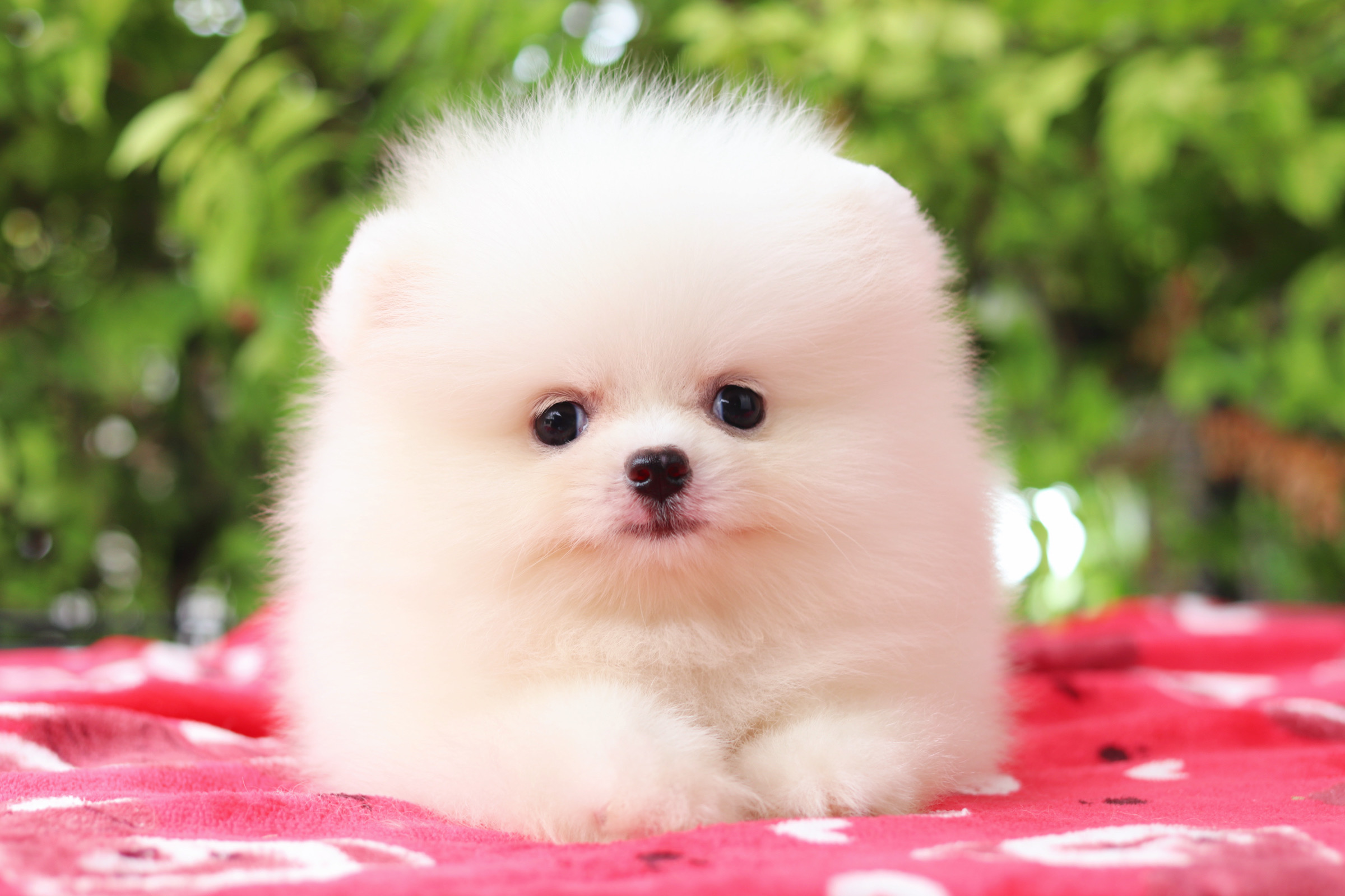 ปอมเมอเรเนียน เพศผู้สีขาวครีมเกรดโชว์