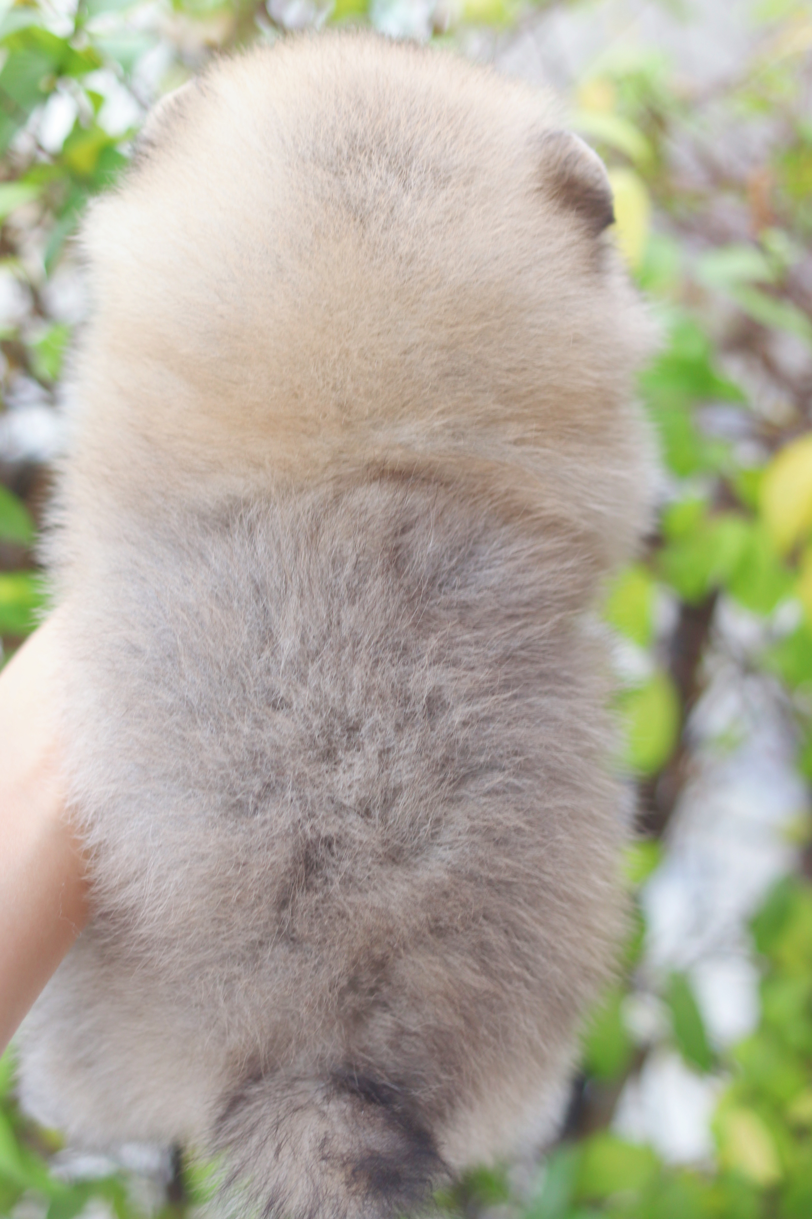 ปอมเมอเรเนียน เพศเมียสีส้ม เกรดโชว์