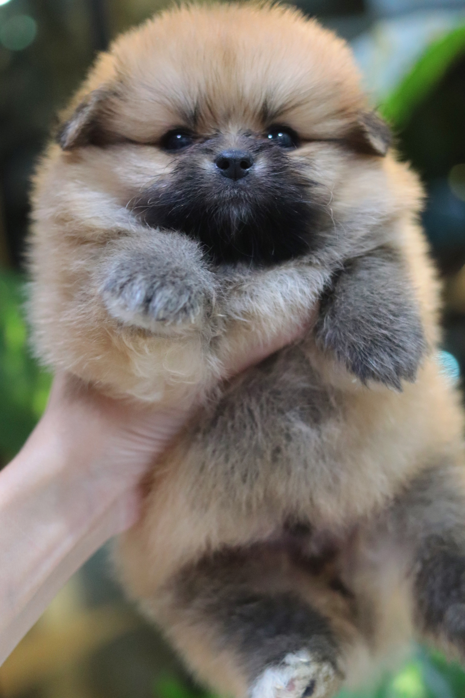 ปอมเมอเรเนียน เพศผู้สีส้ม