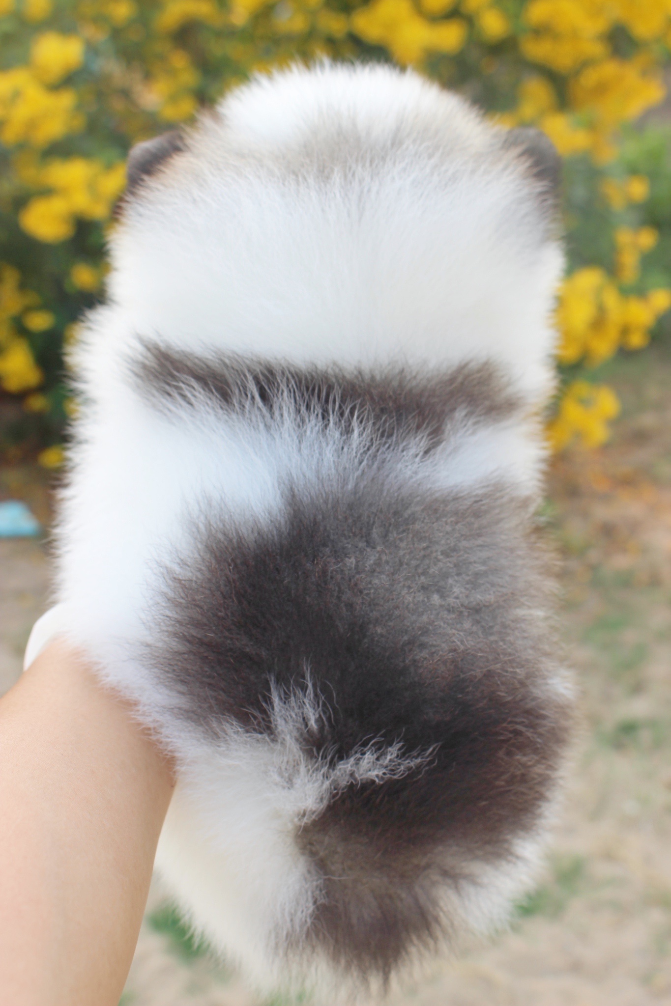 ปอมเมอเรเนียน เพศผู้แฟนซี