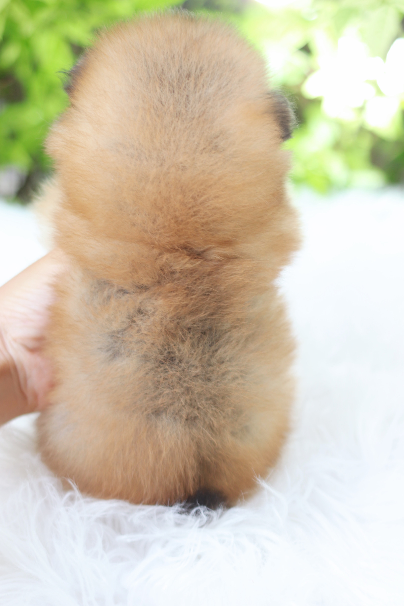 ปอมเมอเรเนียน เพศเมียสีส้ม เกรดโชว์