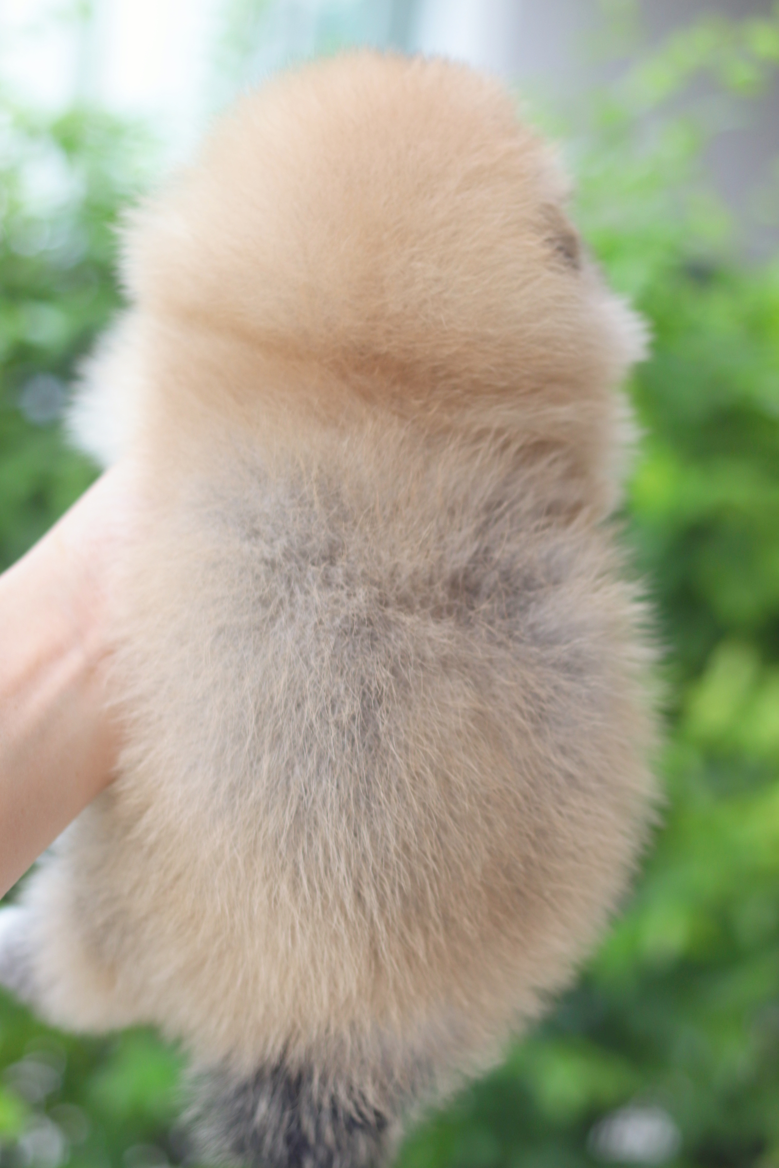 ปอมเมอเรเนียน เพศผู้สีส้ม