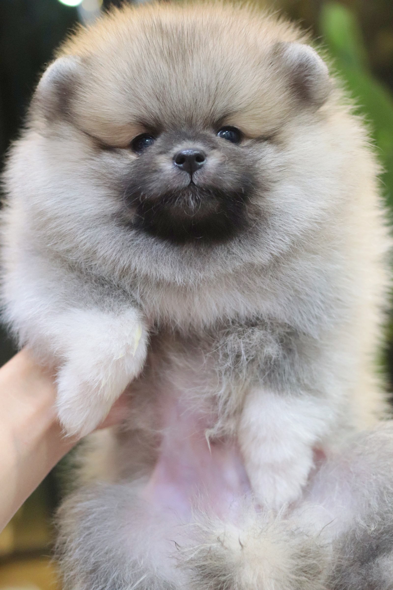 ปอมเมอเรเนียน เพศผู้สีส้ม ขนแน่น