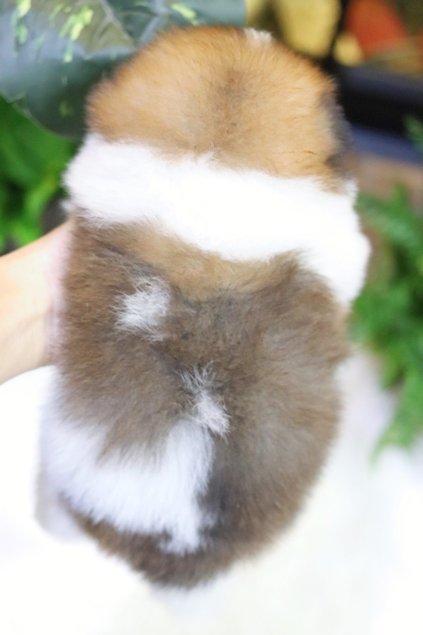 ปอมเมอเรเนียน เพศผู้แฟนซี