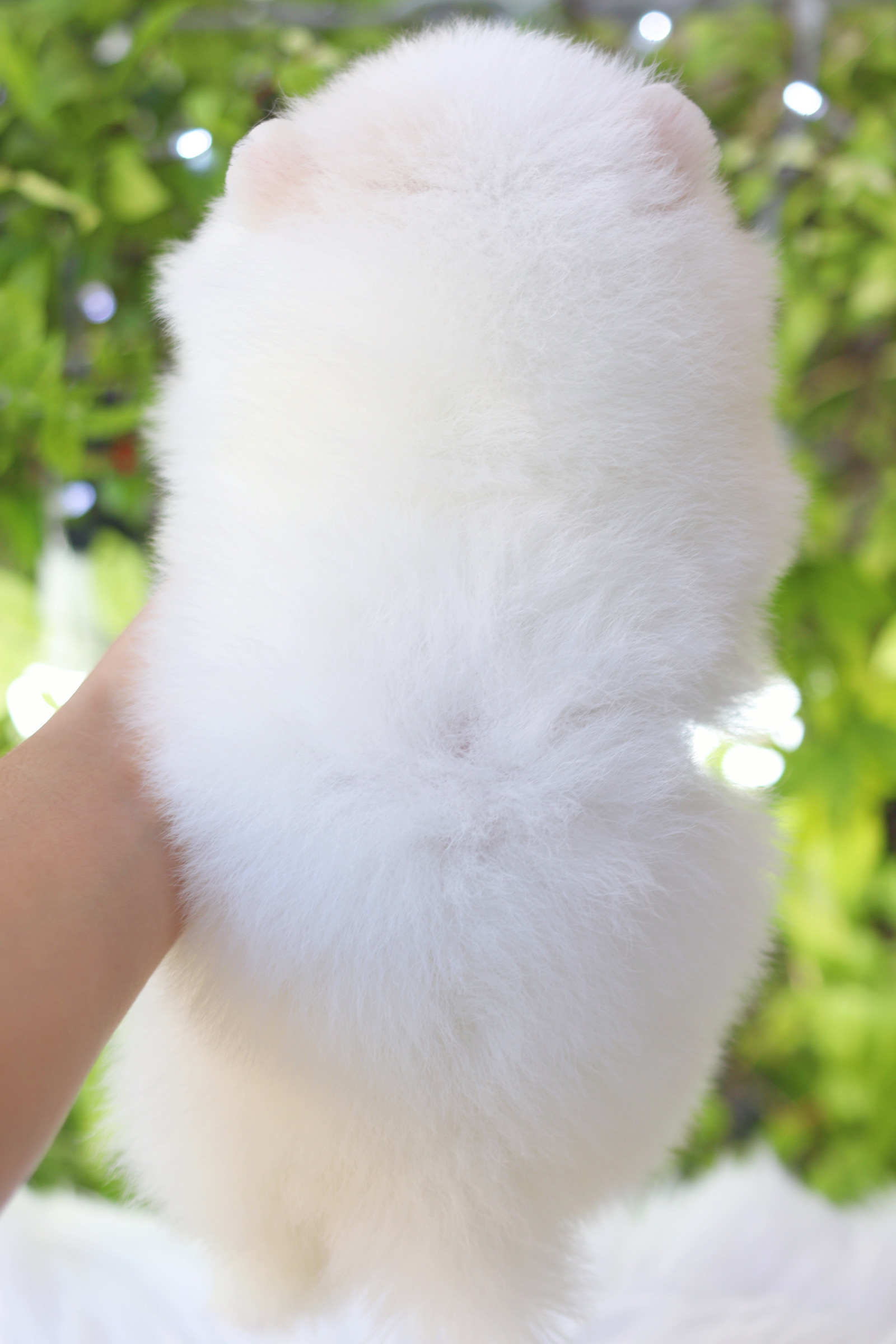 ปอมเมอเรเนียน เพศเมียสีขาว หัวแต้มครีมนิดๆเกรดโชว์