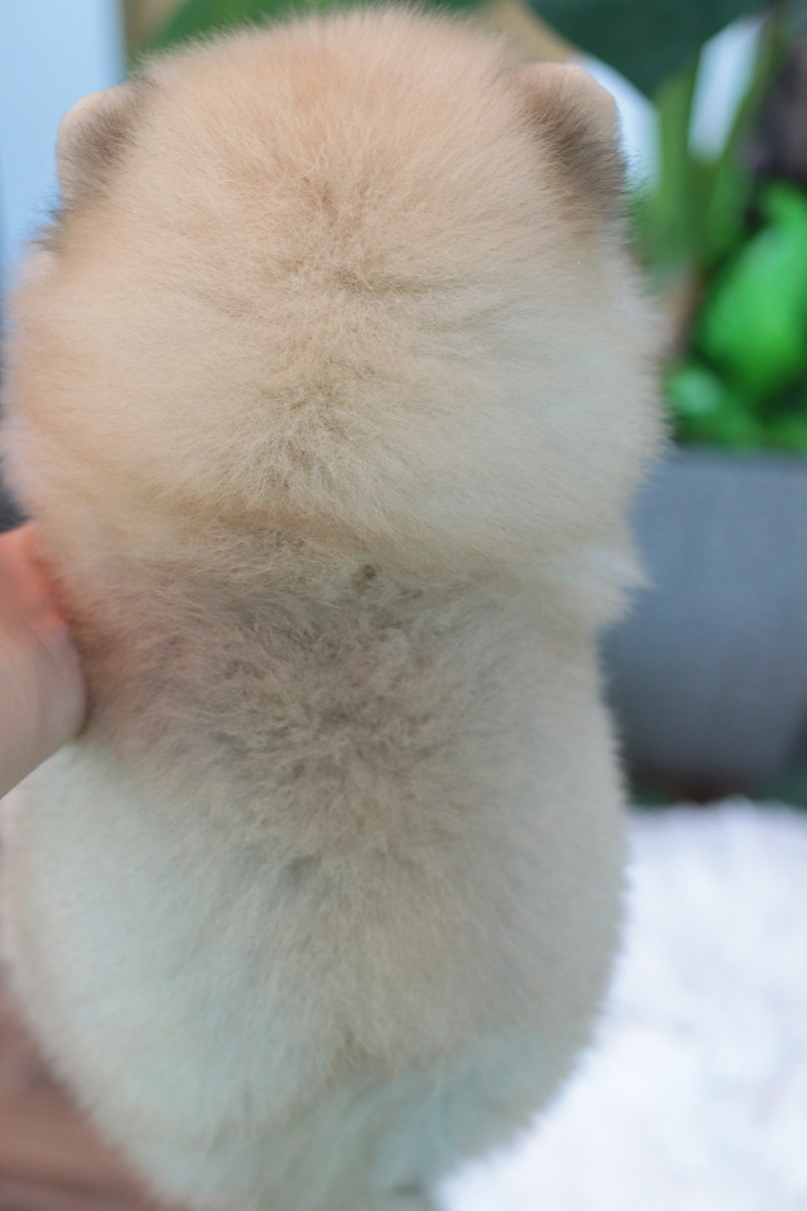 ปอมเมอเรเนียน เพศเมียสีส้ม