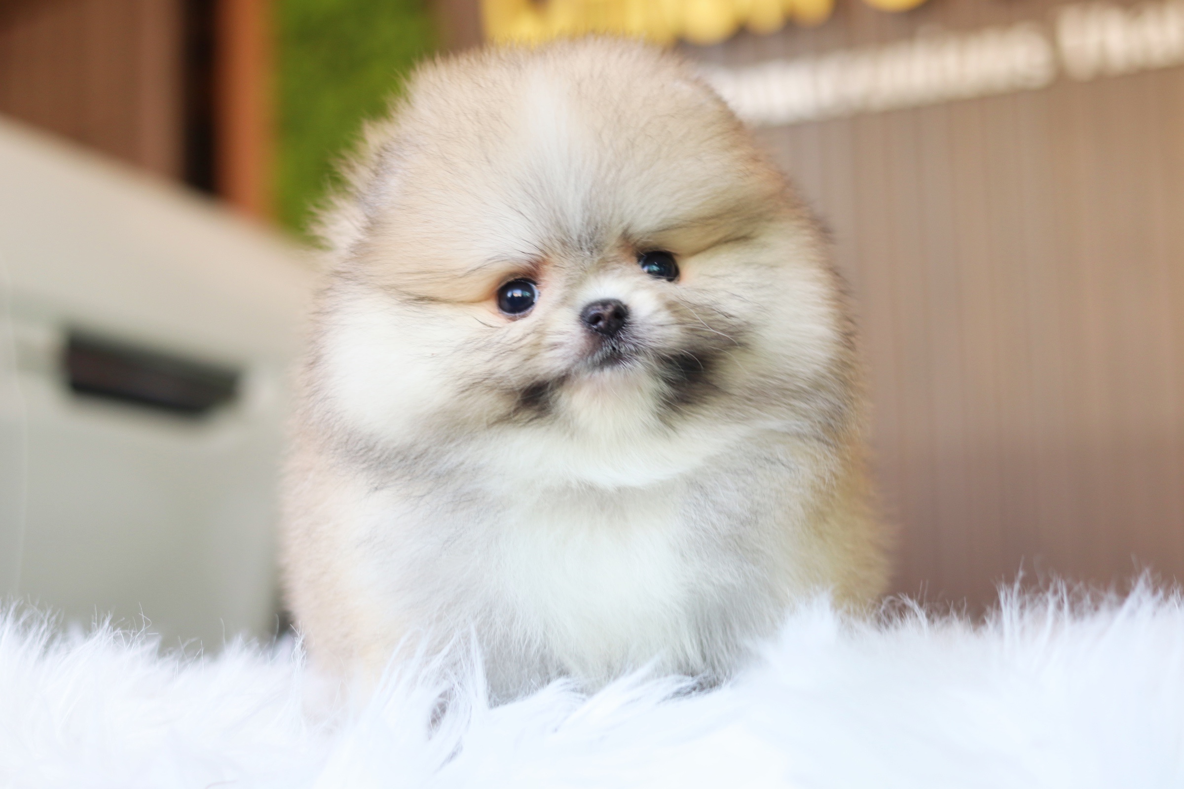 ปอมเมอเรเนียน เพศเมียสีส้ม เกรดโชว์