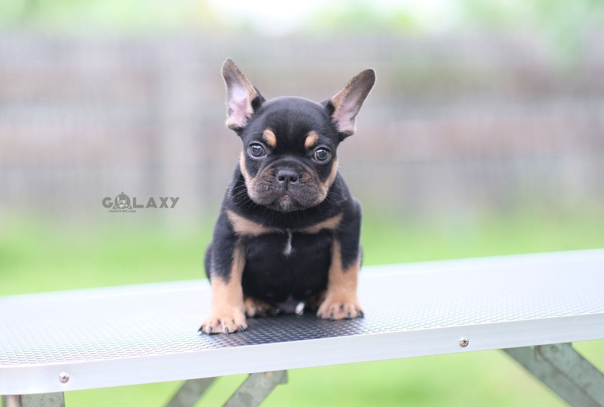 เพศผู้สี Black tan ตัวสีดำเงา มีคิ้ว มีถุงเท้าสวย เวลาวิ่ง เวลาเดินดูมีเลเยอร์ สวยแบบมีเอกลักษณ์ สถานะพร้อมย้ายบ้าน, ได้รับการฉีดวัคซีนรวมป้องกัน5โรค ,092-991-8888