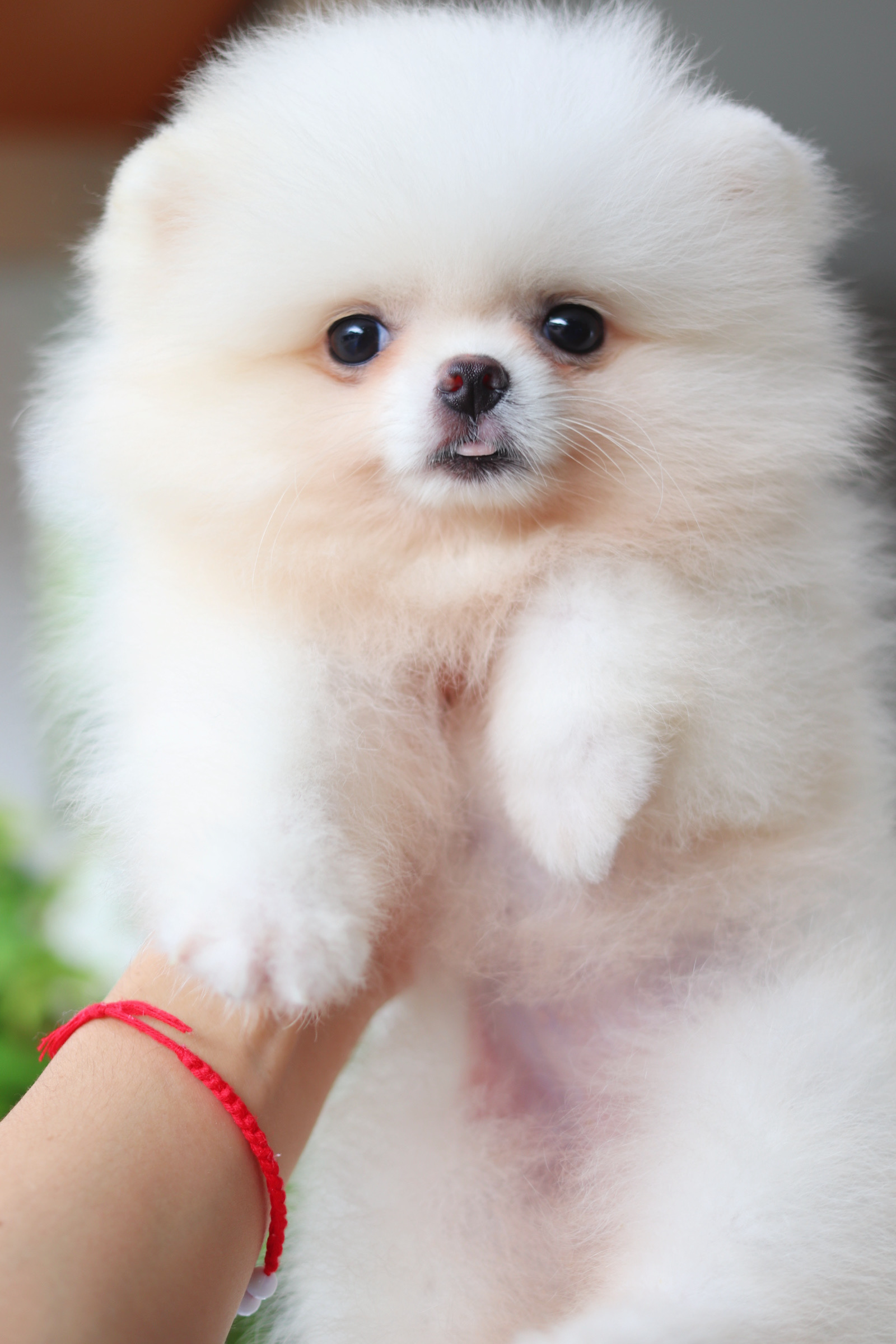 ปอมเมอเรเนียน เพศเมียสีขาวครีม