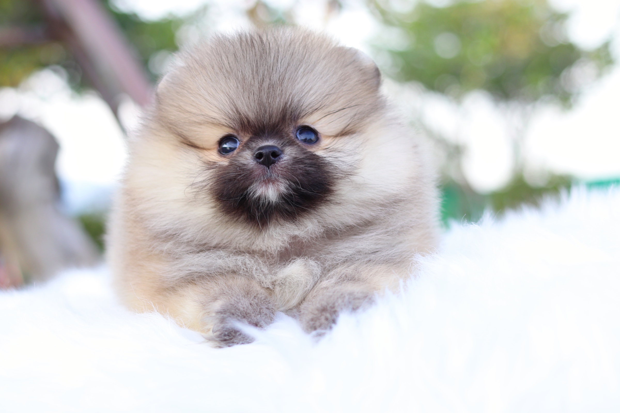 ปอมเมอเรเนียน เพศผู้ สีส้ม