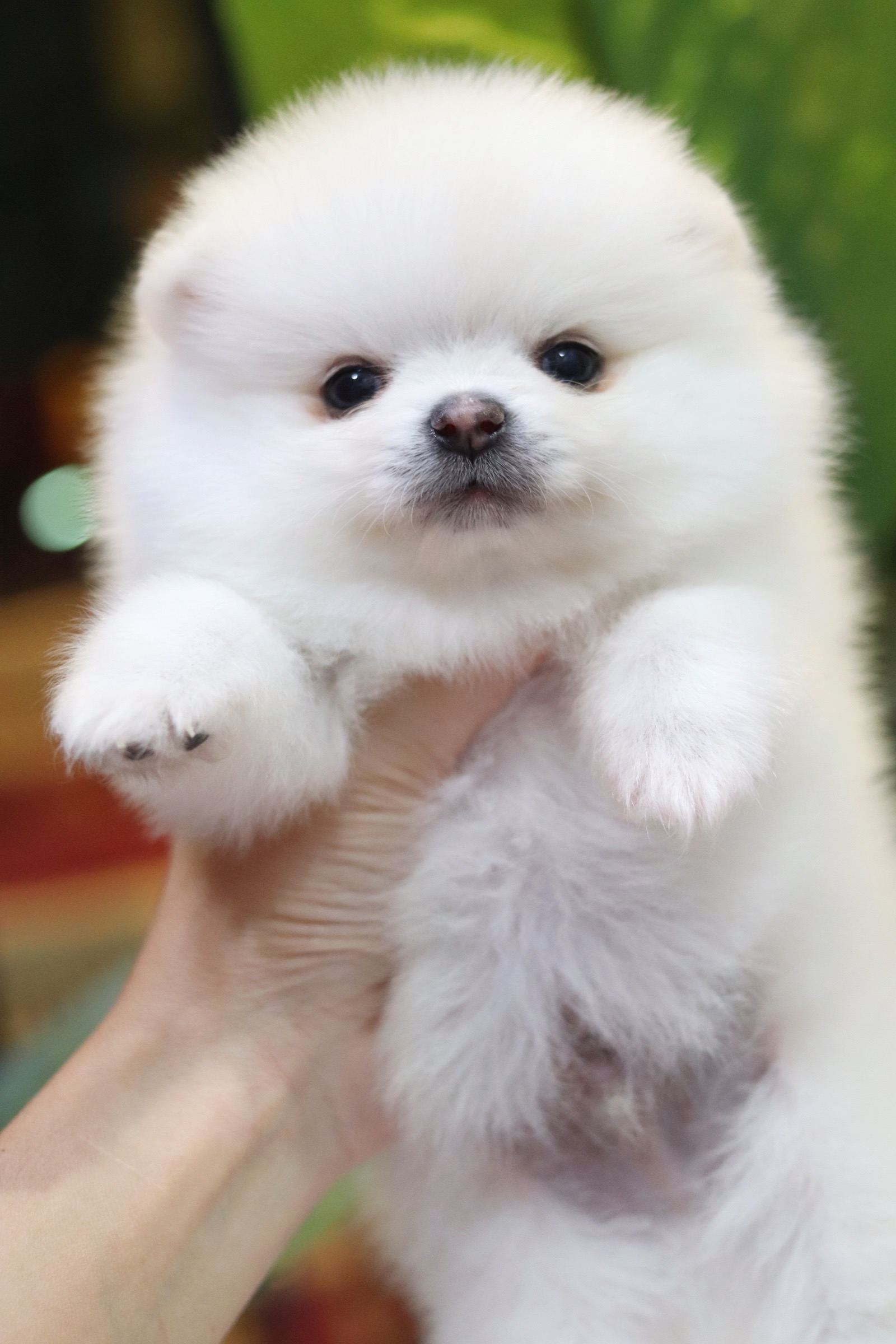 ปอมเมอเรเนียน เพศผู้ ขาวครีม